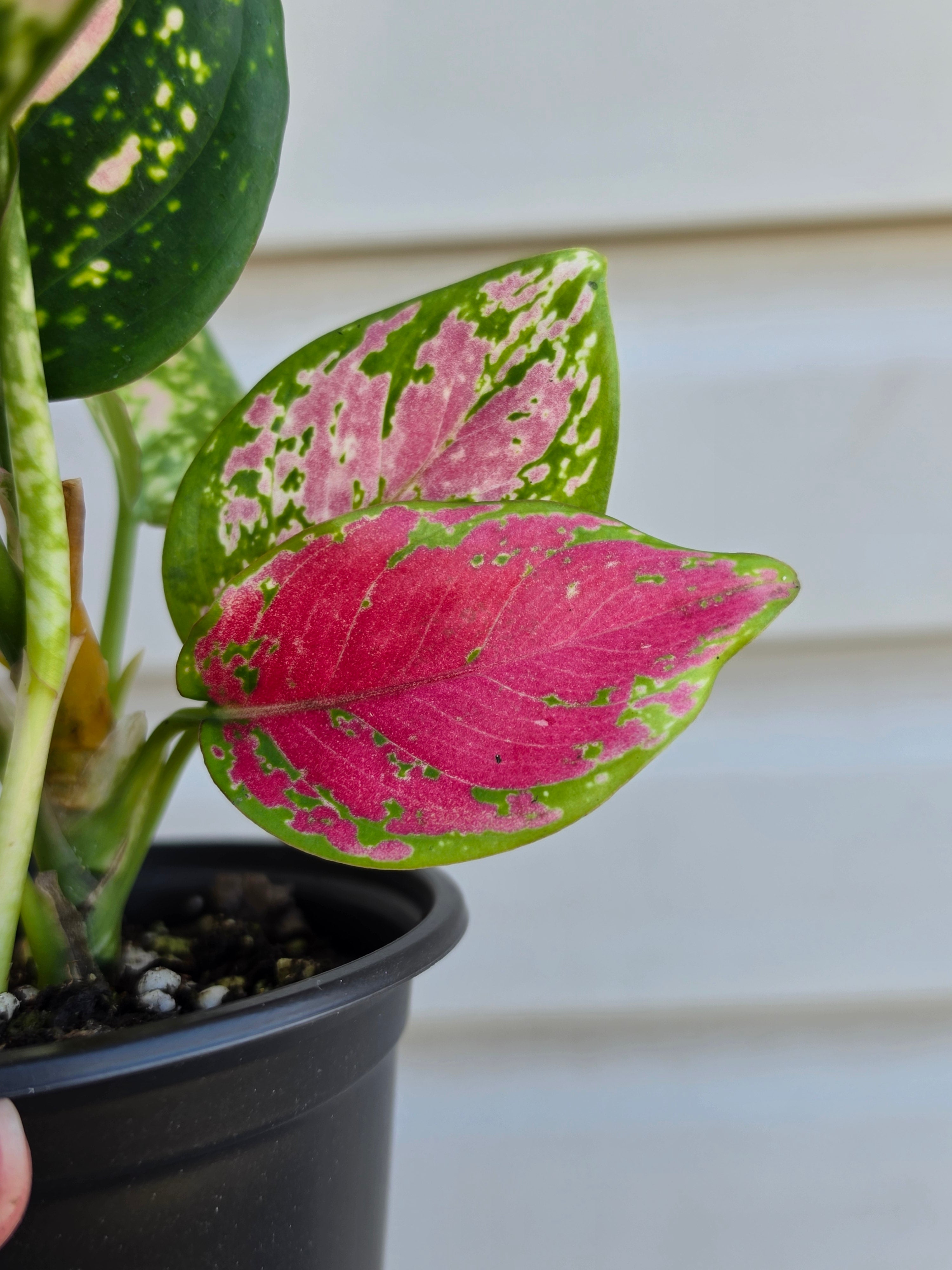 Aglaonema Diamond Red