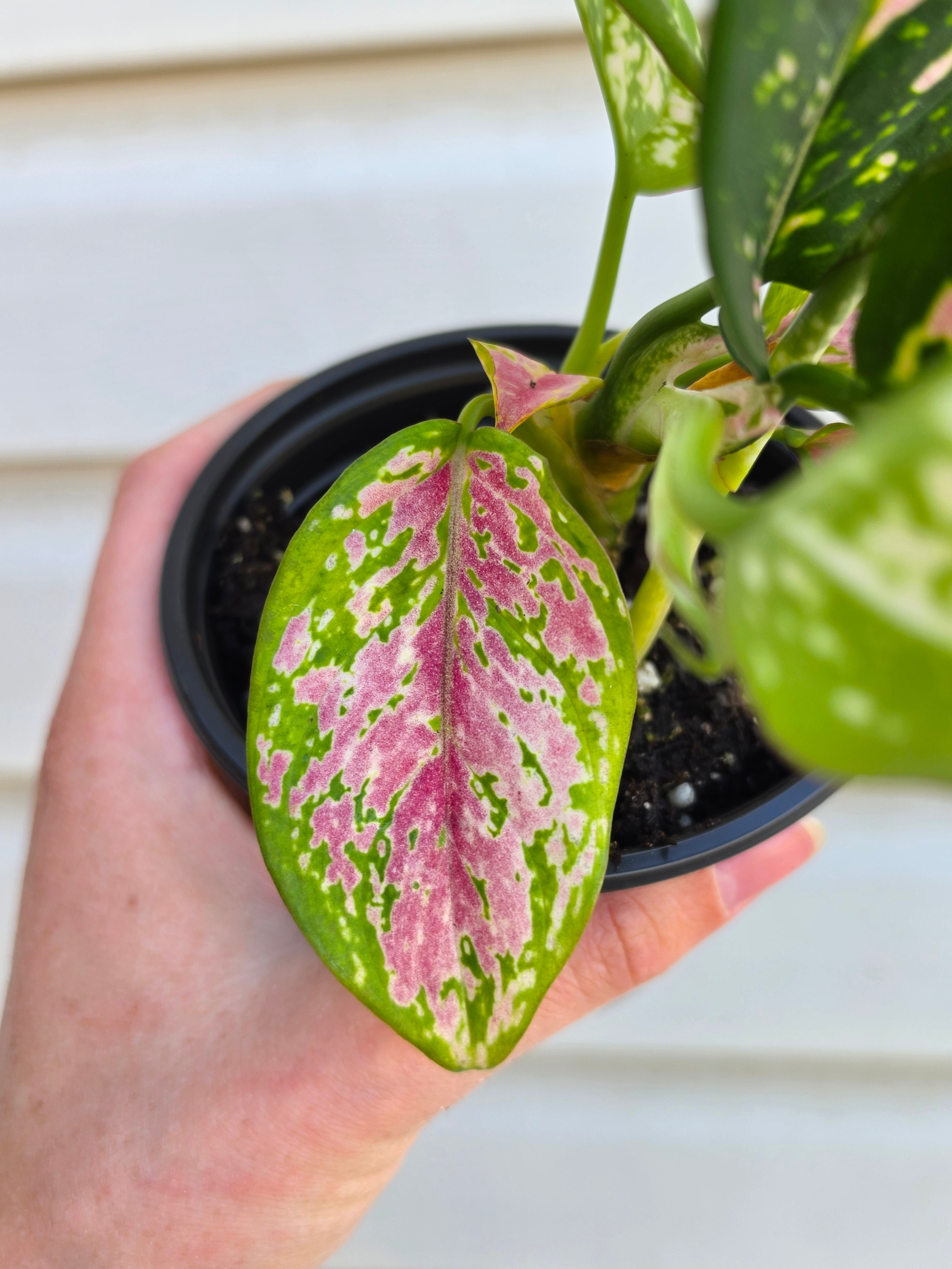 Aglaonema Diamond Red