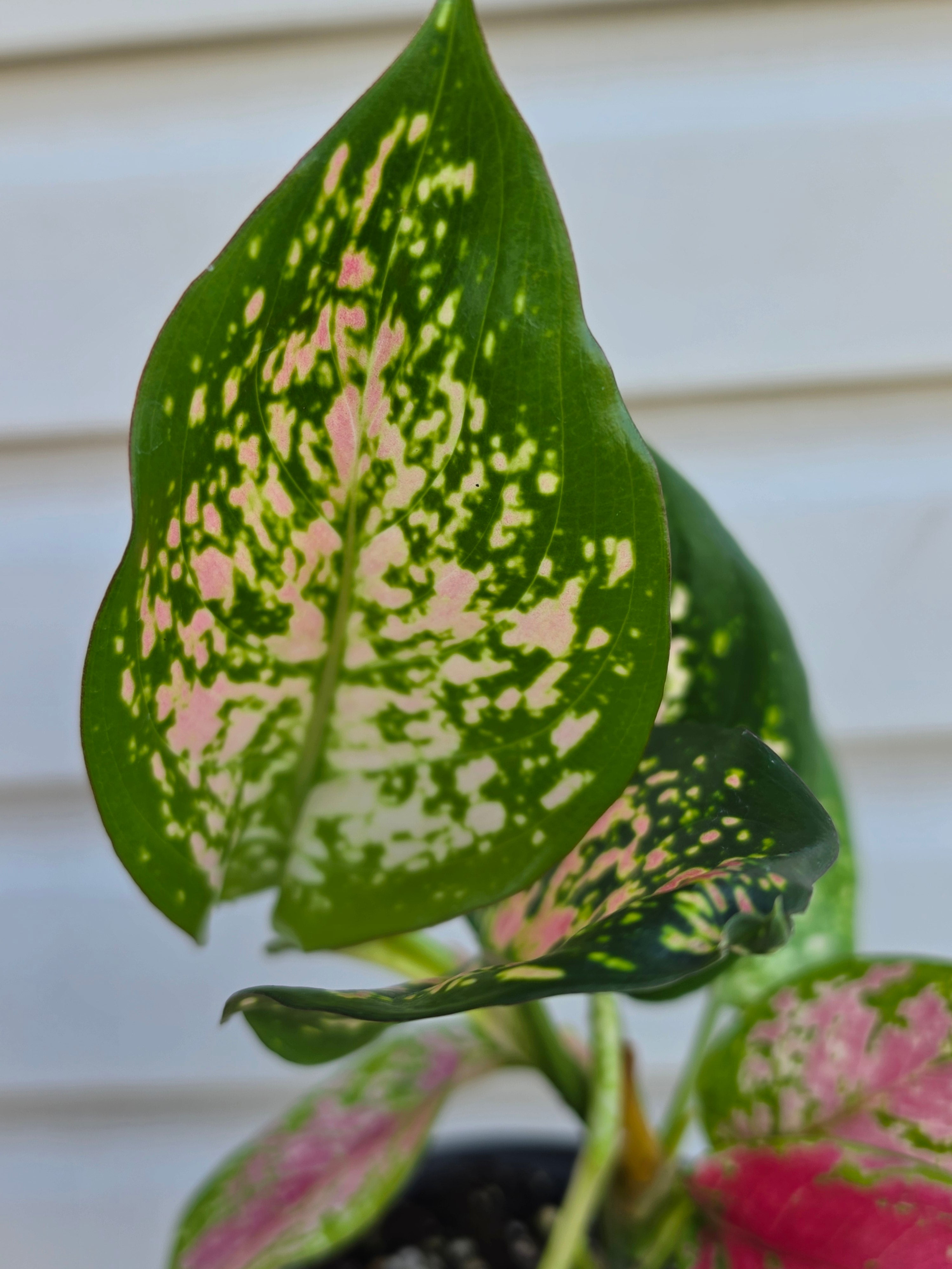 Aglaonema Diamond Red
