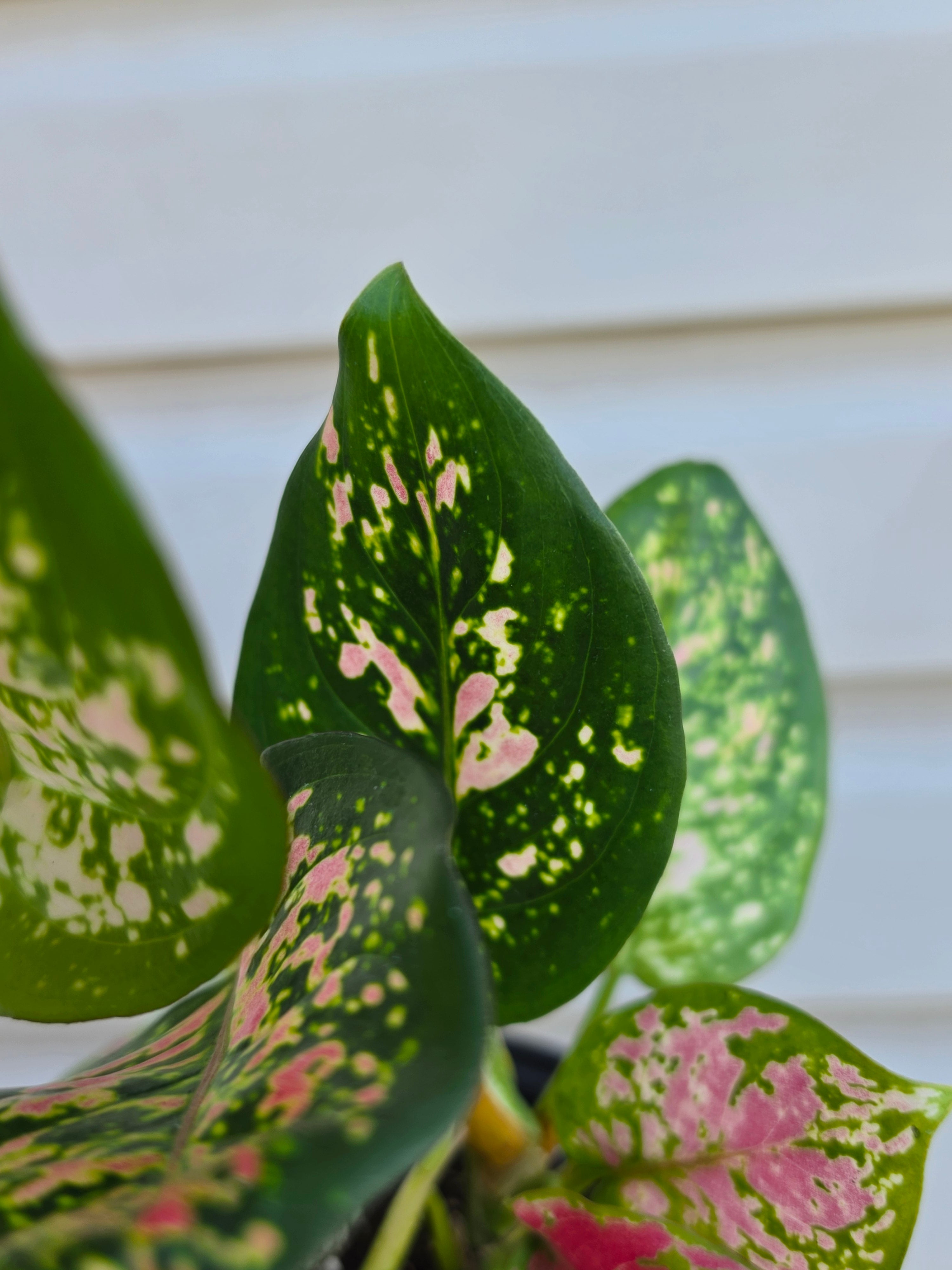 Aglaonema Diamond Red