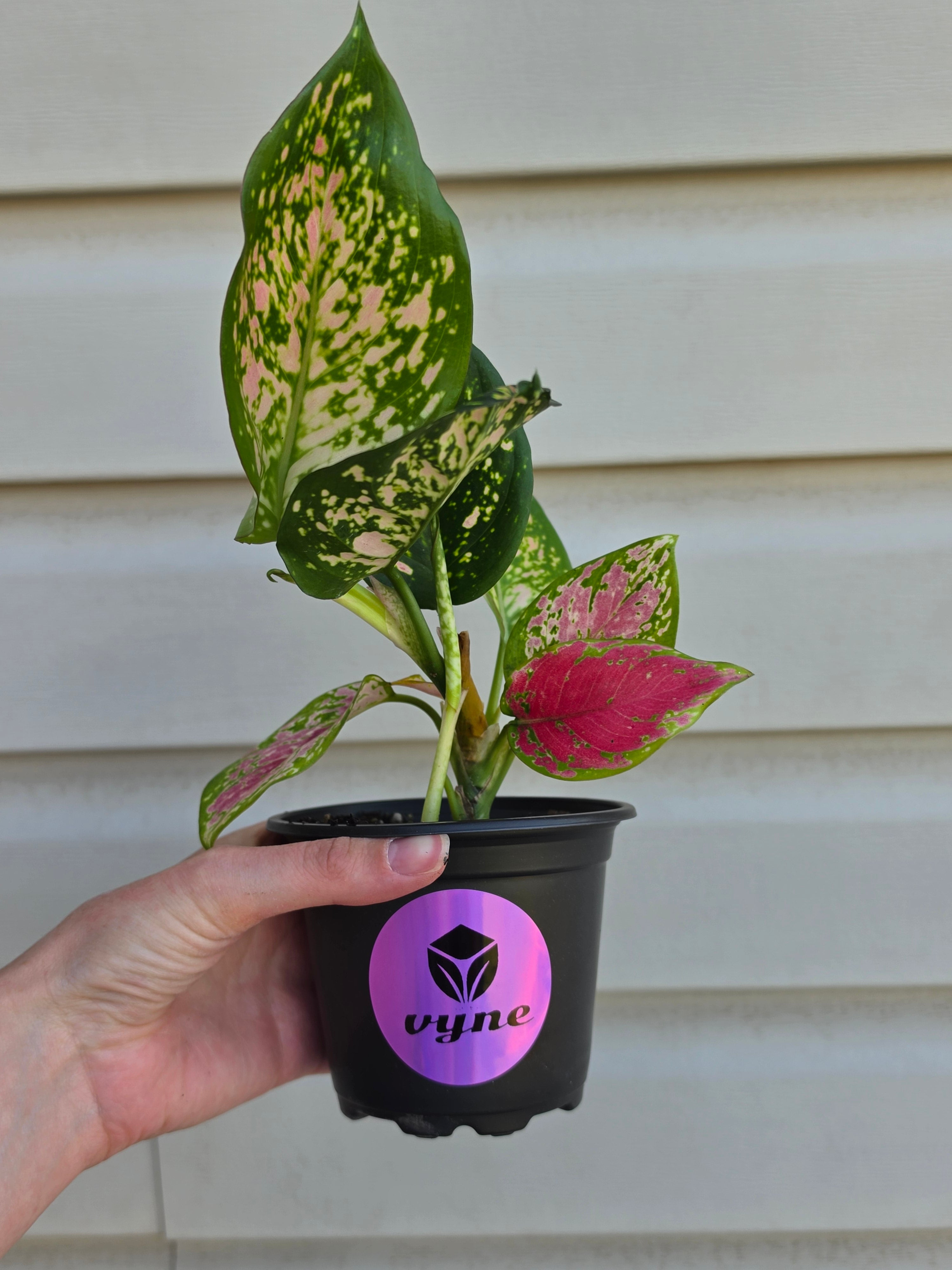 Aglaonema Diamond Red