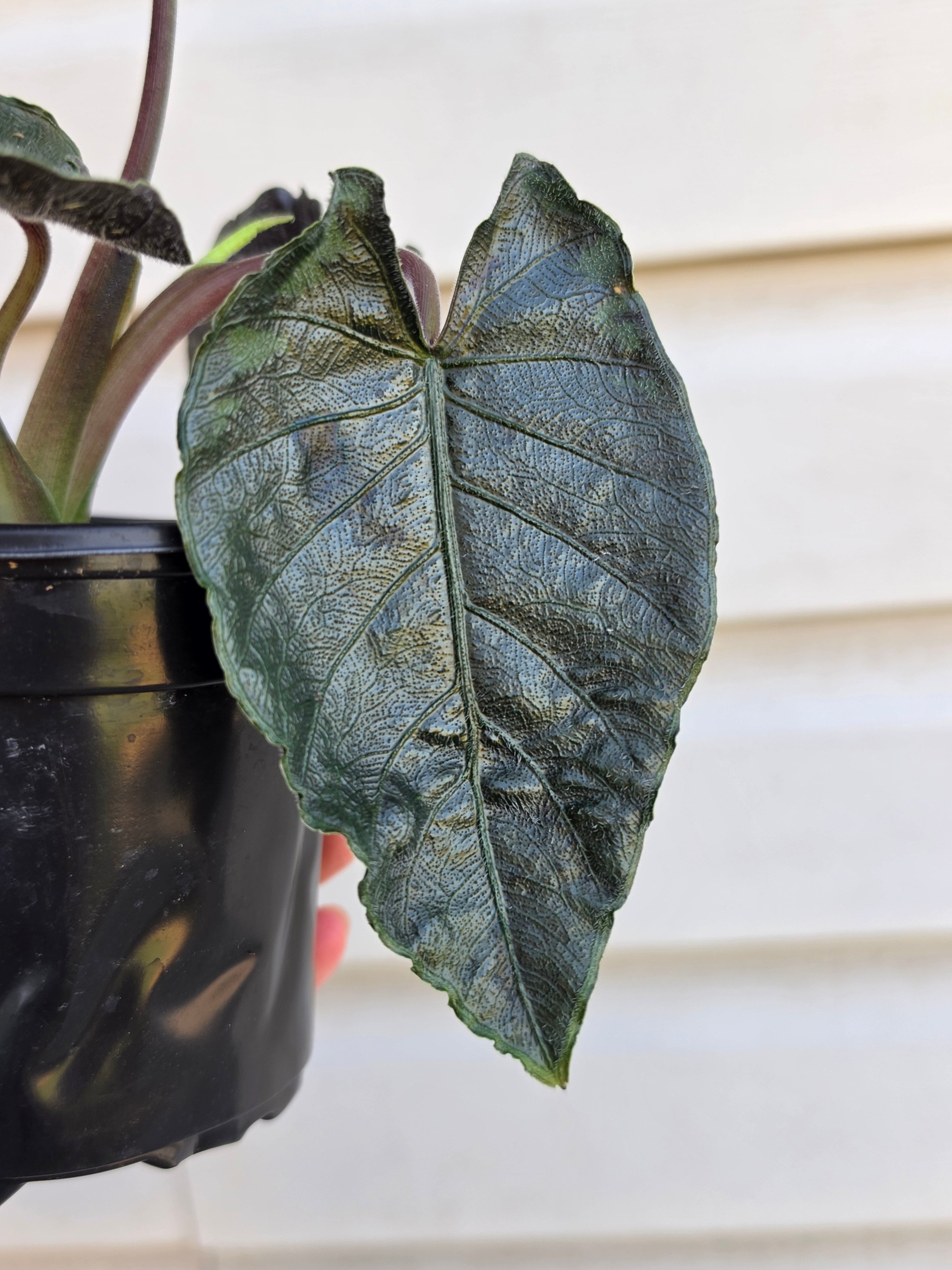 Alocasia Antoro Velvet