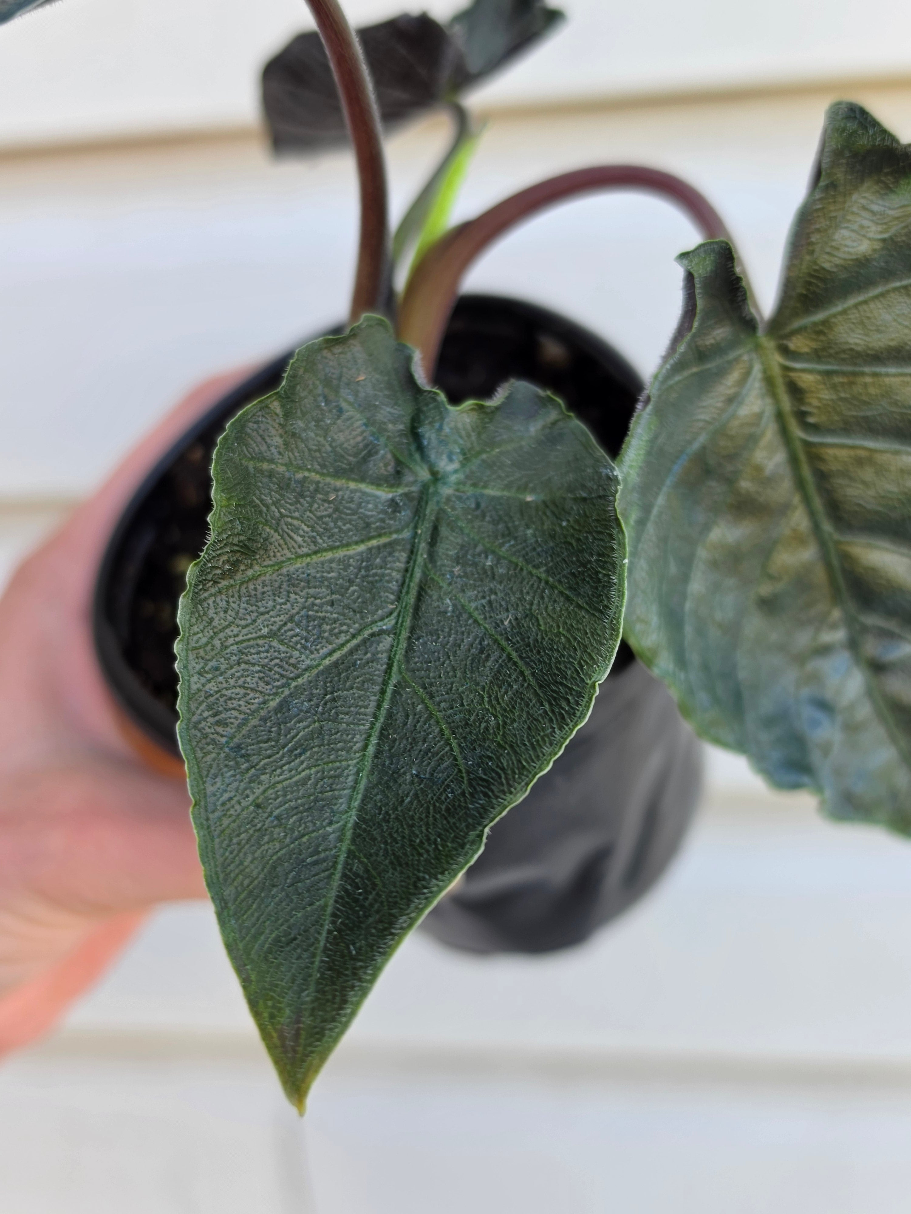 Alocasia Antoro Velvet