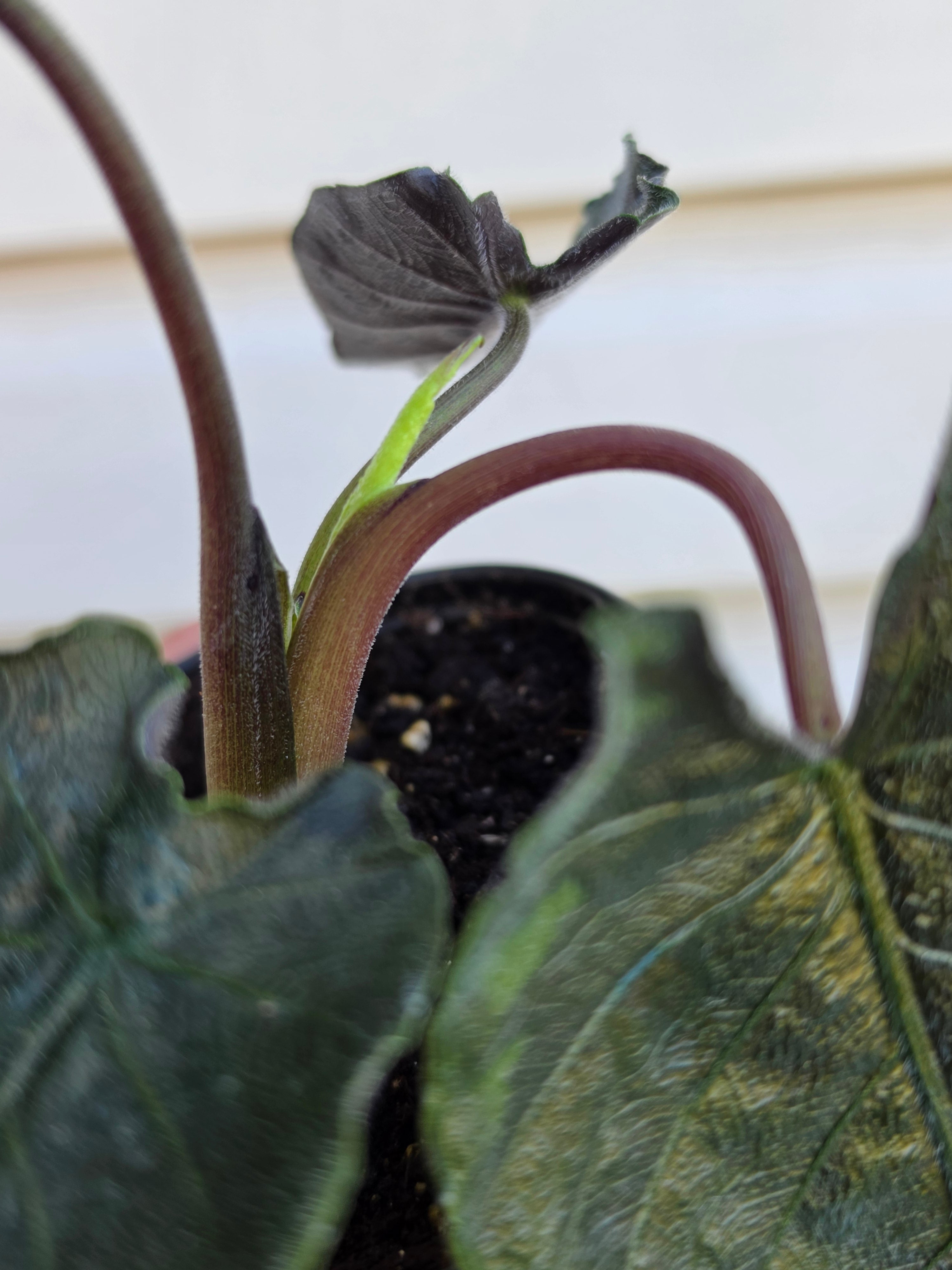 Alocasia Antoro Velvet