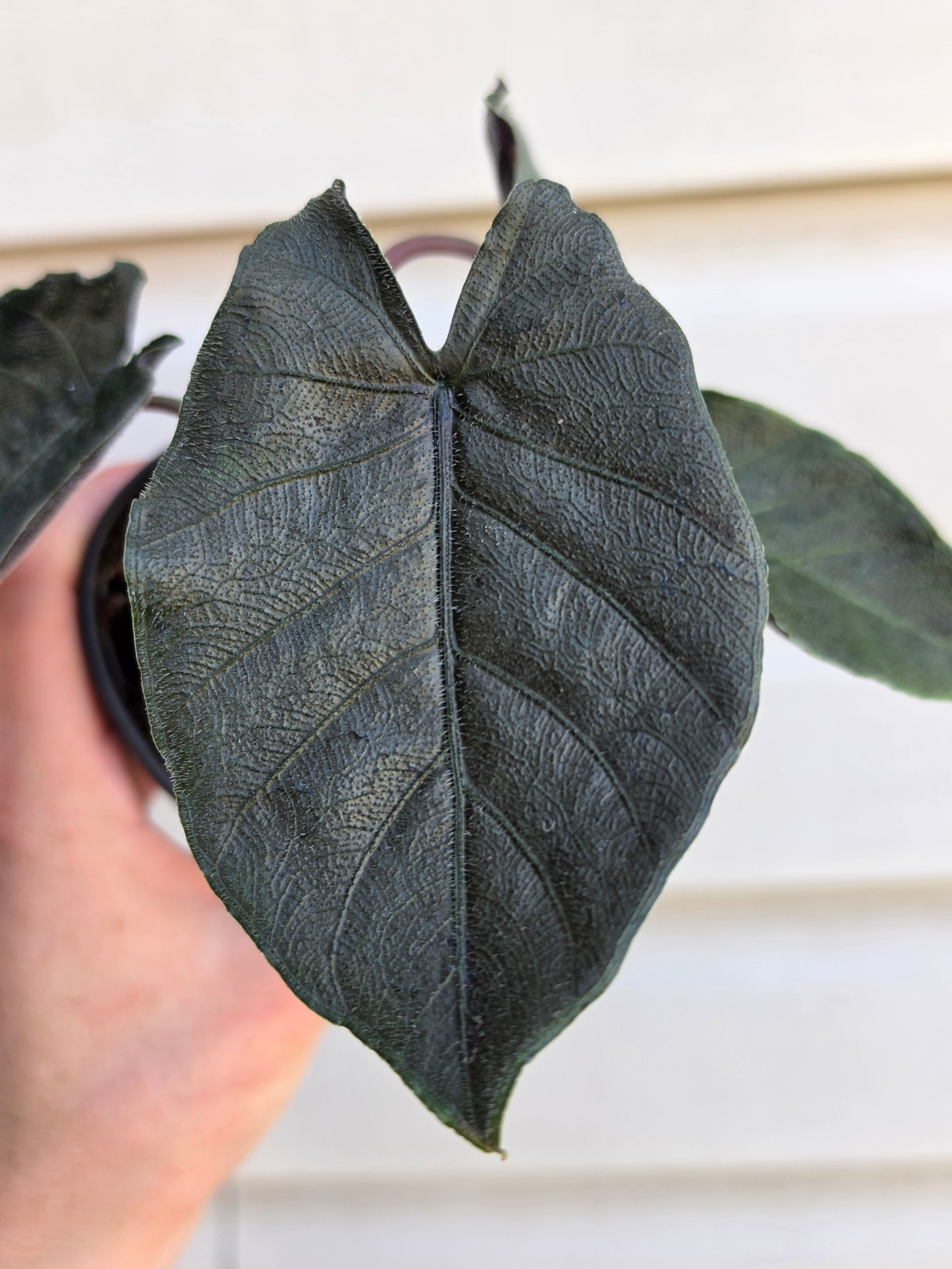 Alocasia Antoro Velvet