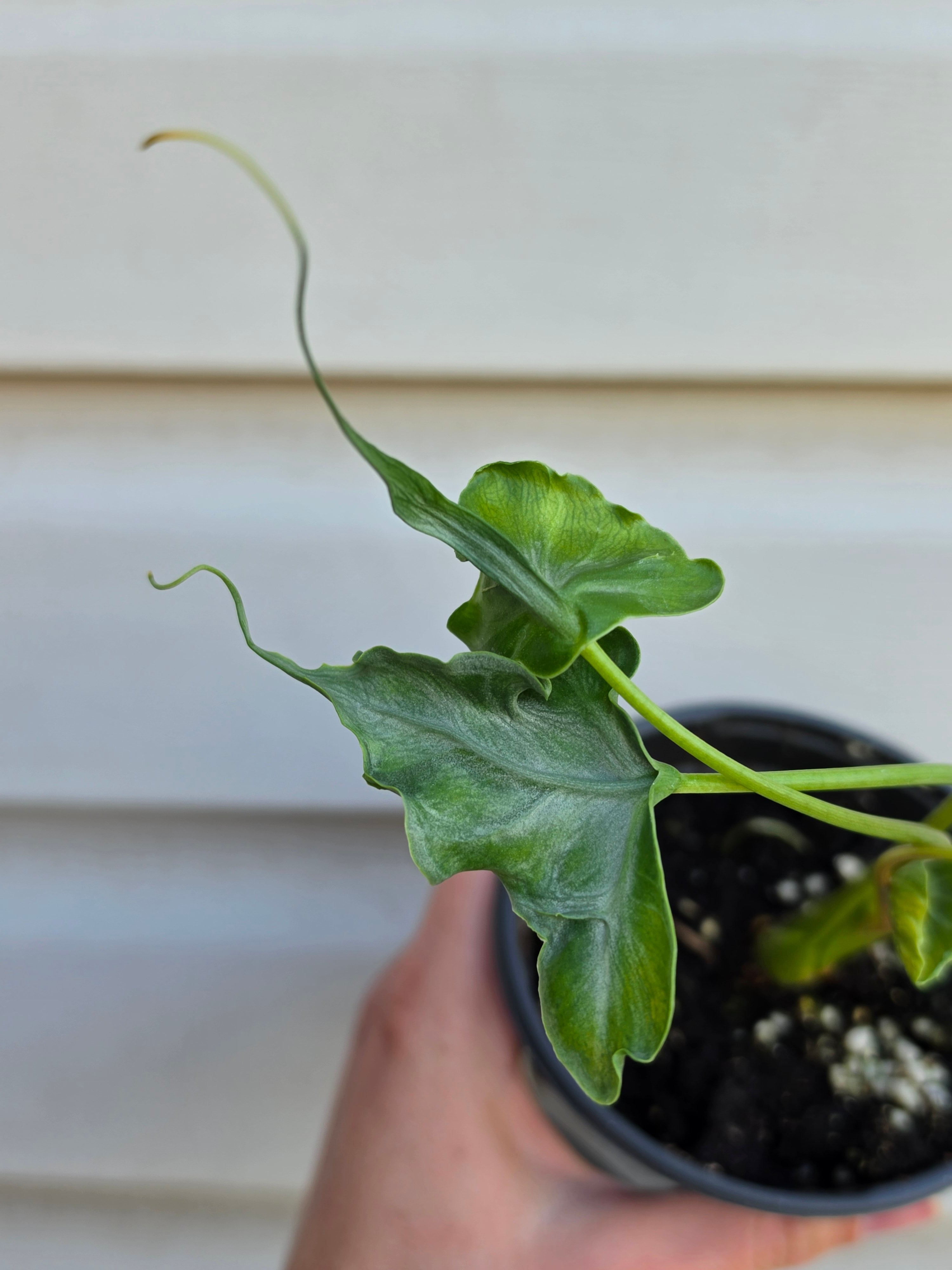 Alocasia Teletubbies