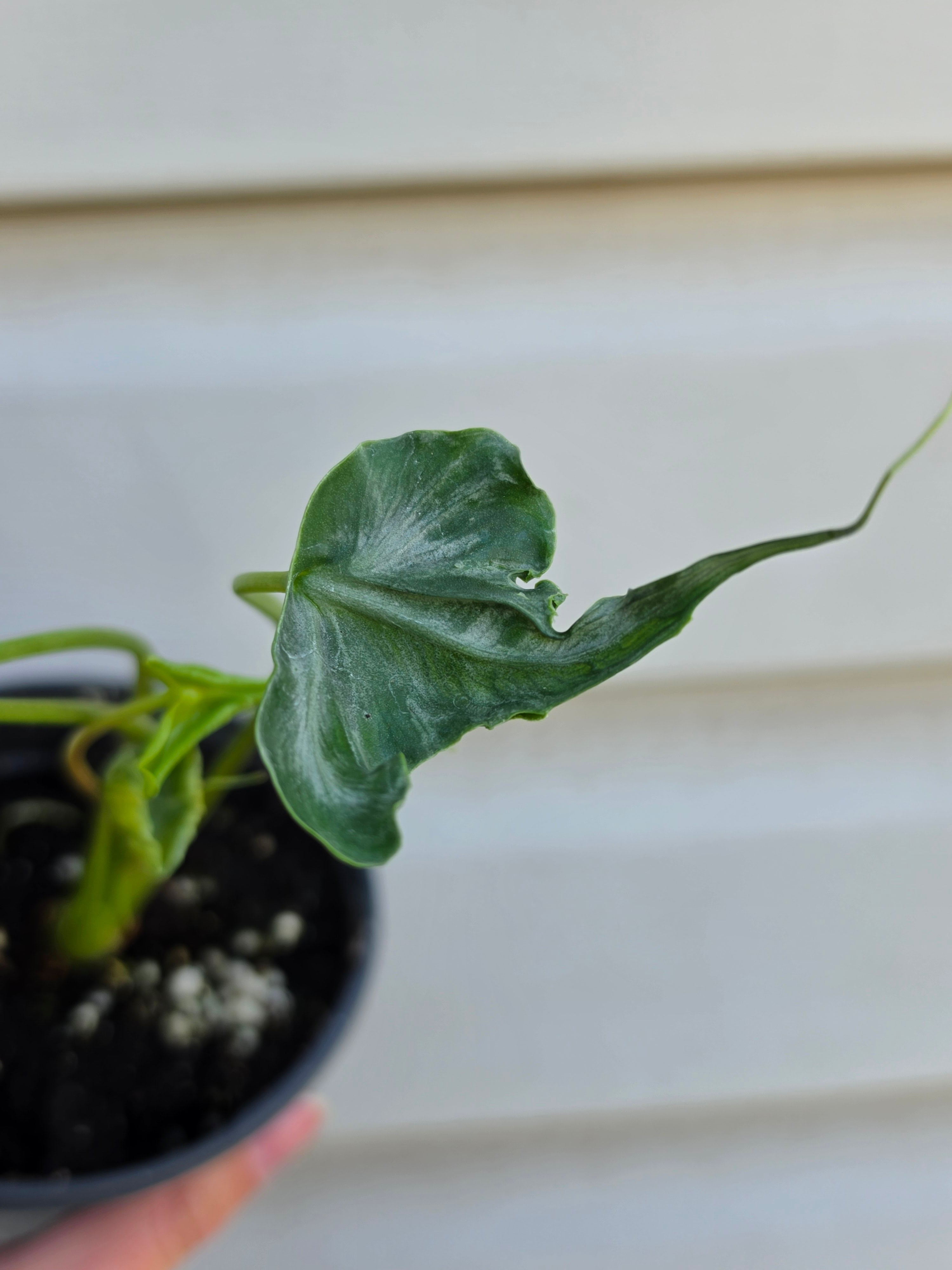 Alocasia Teletubbies
