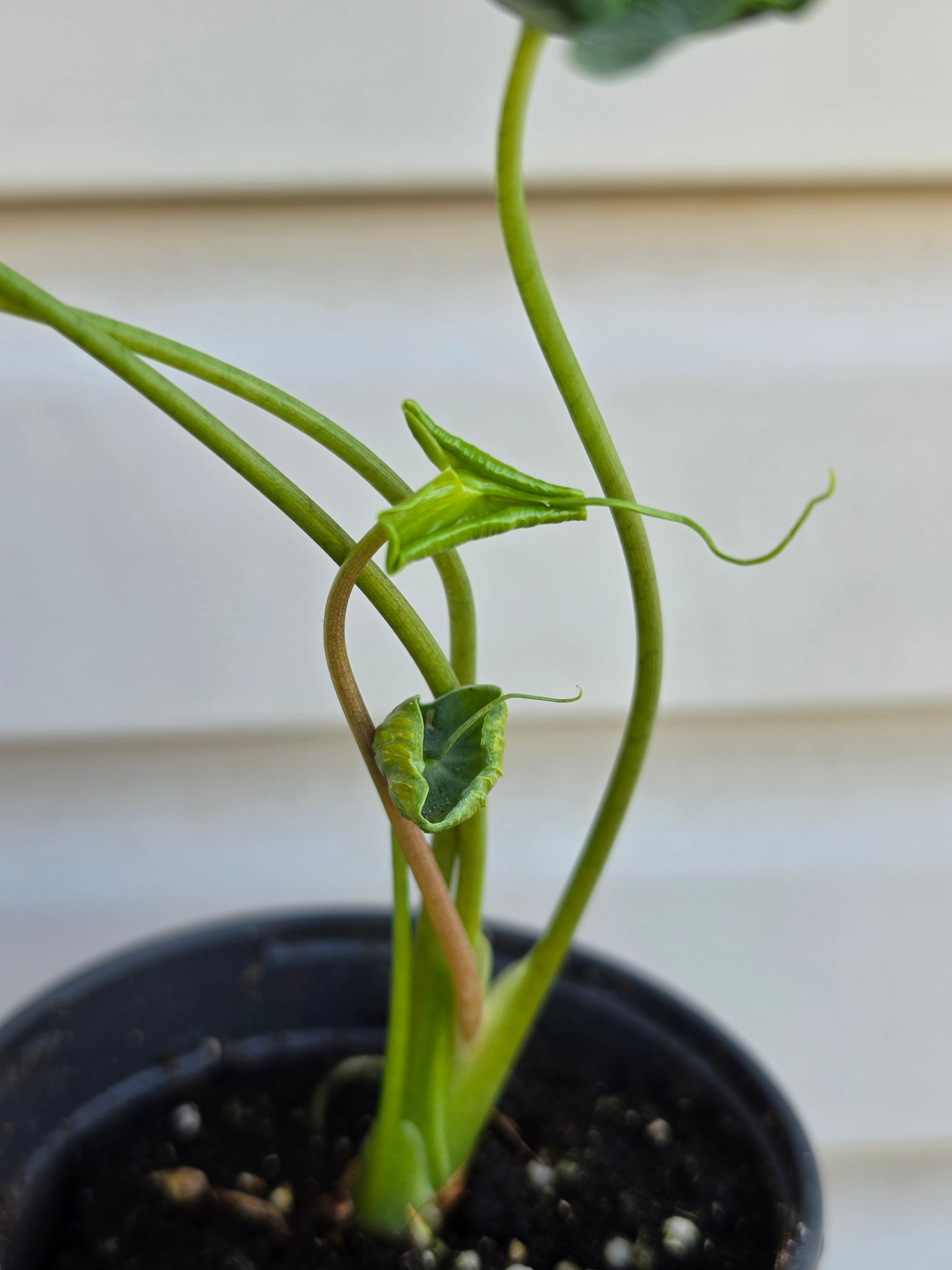Alocasia Teletubbies