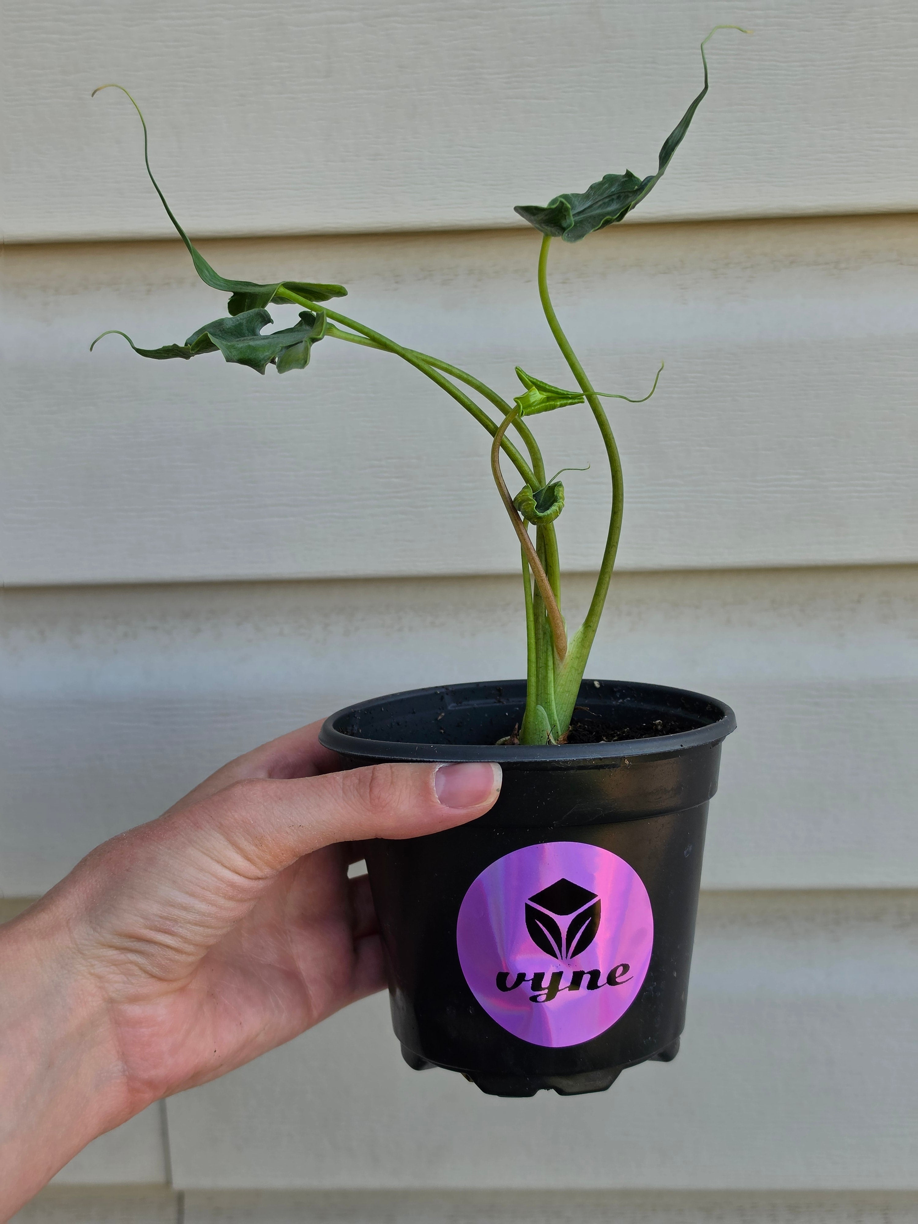 Alocasia Teletubbies