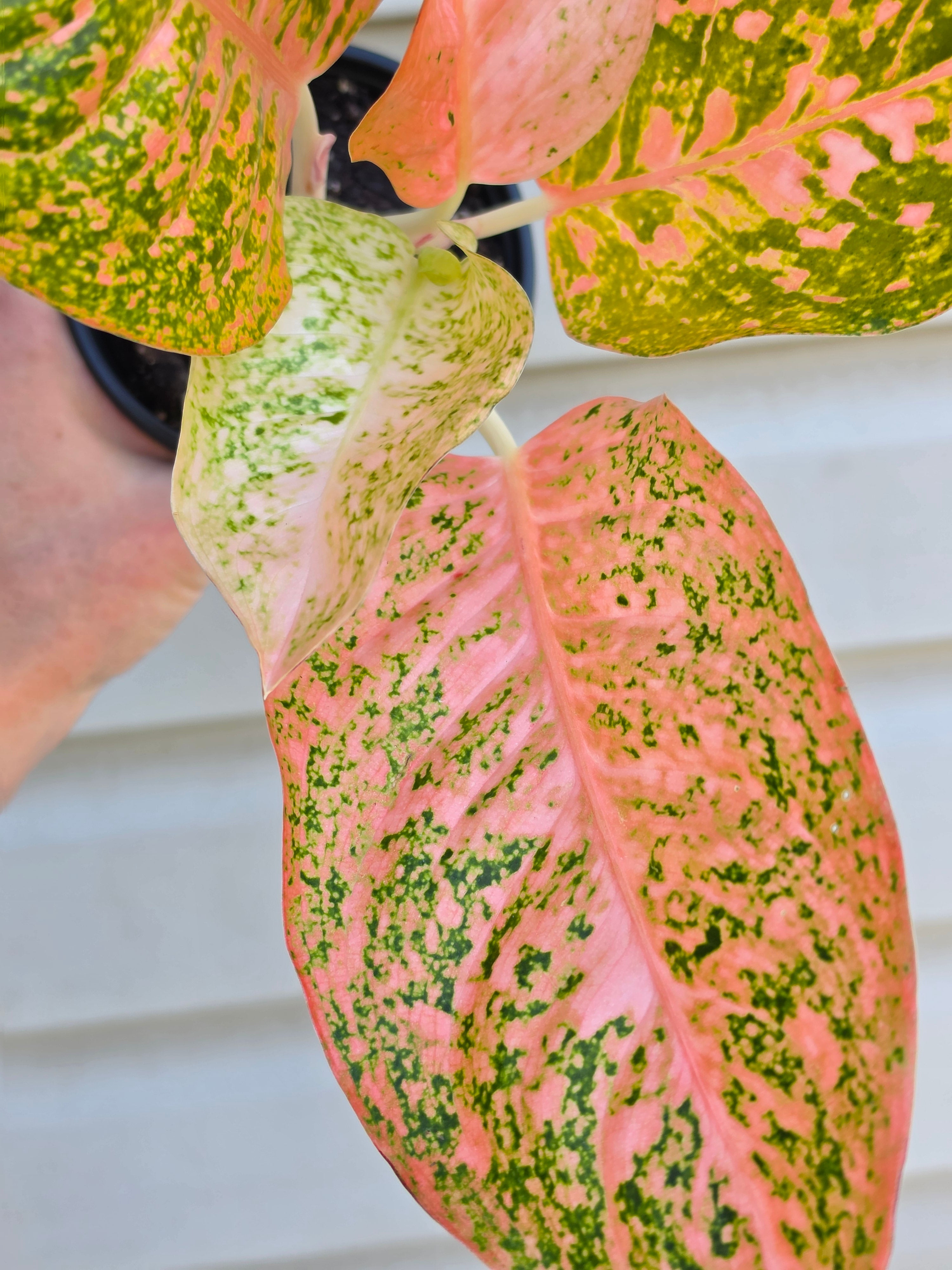 Aglaonema Orange Stardust