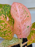 Aglaonema Orange Stardust