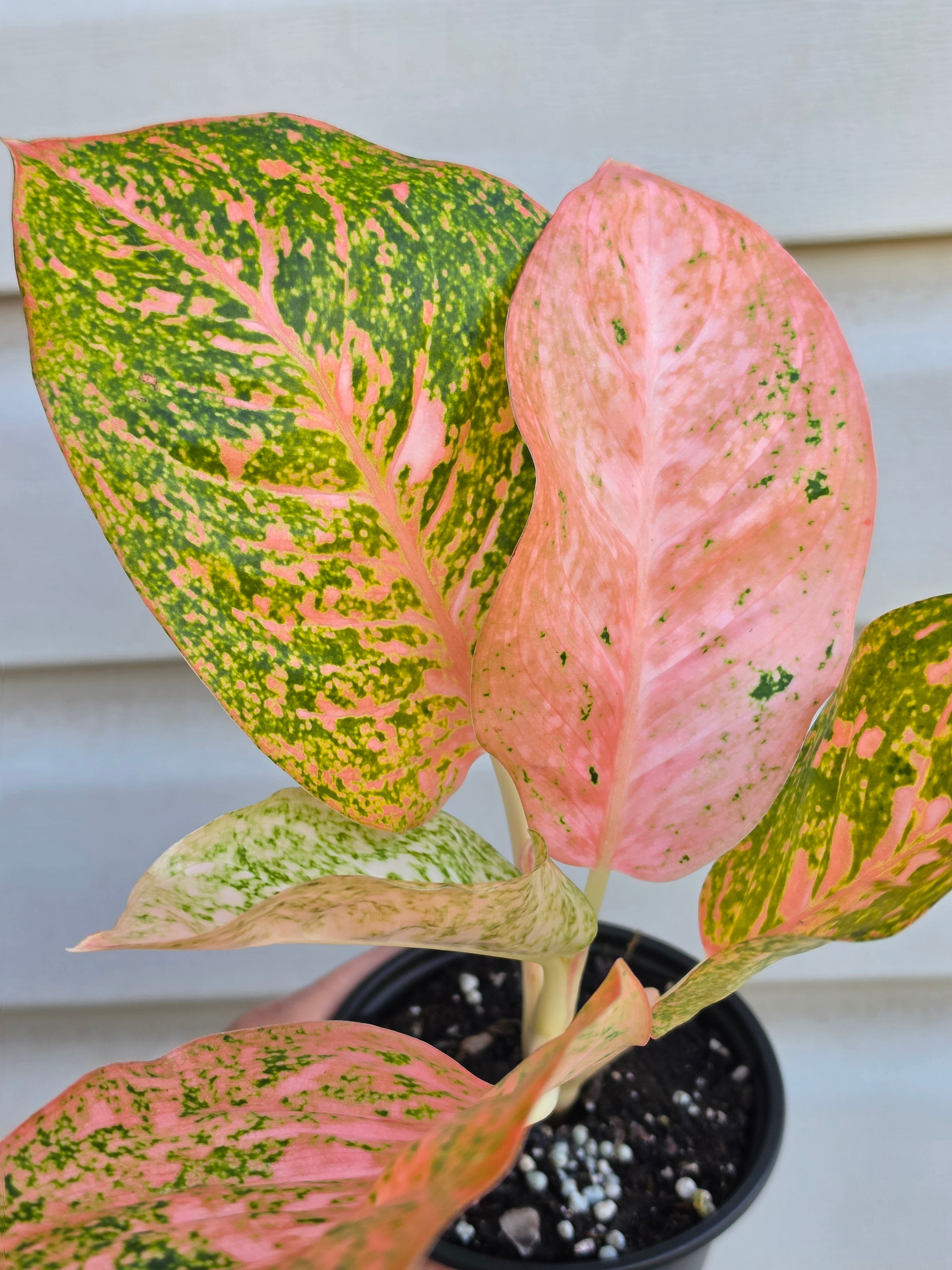 Aglaonema Orange Stardust