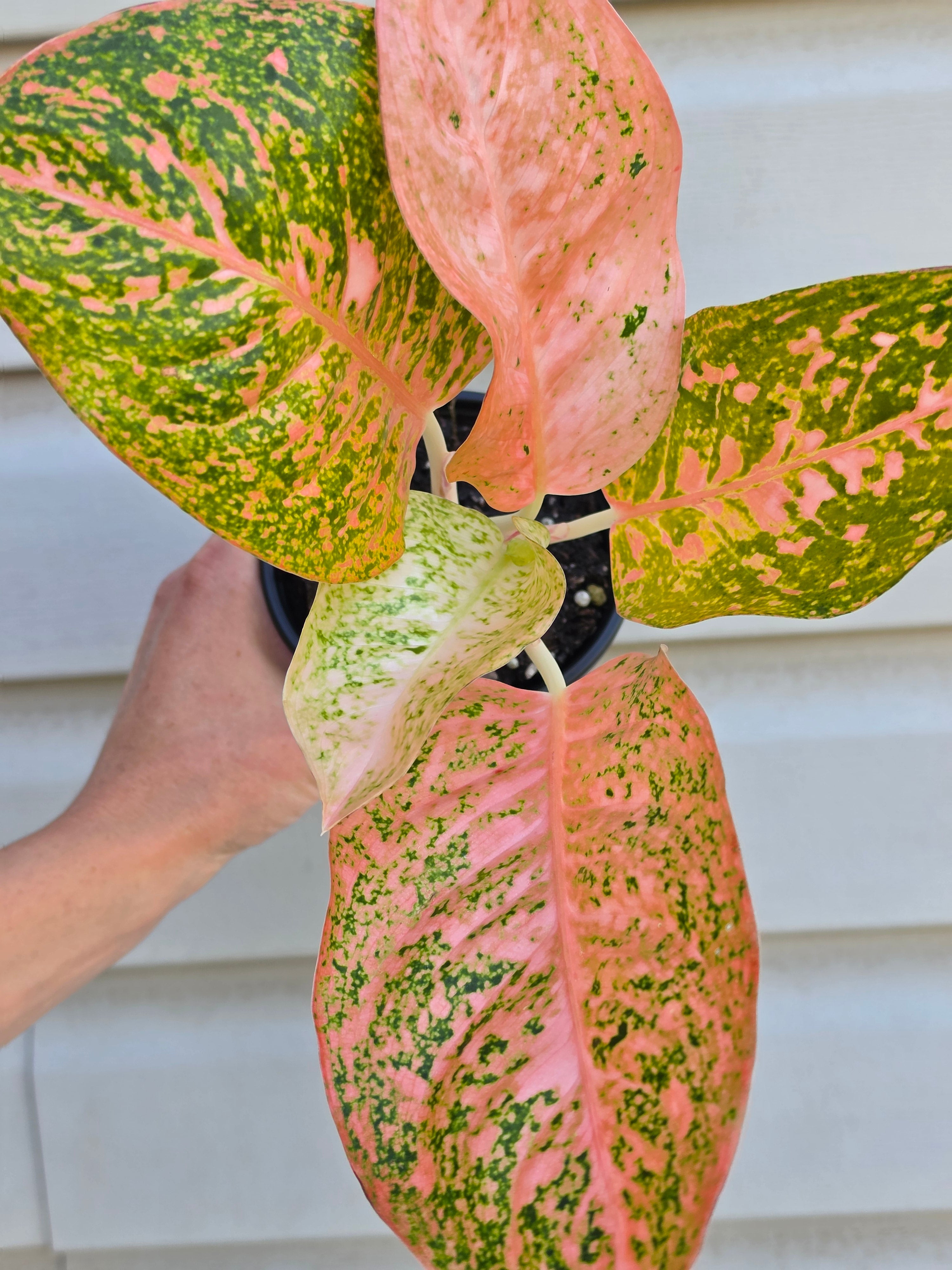 Aglaonema Orange Stardust
