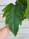 Philodendron Mayoi Hybrid