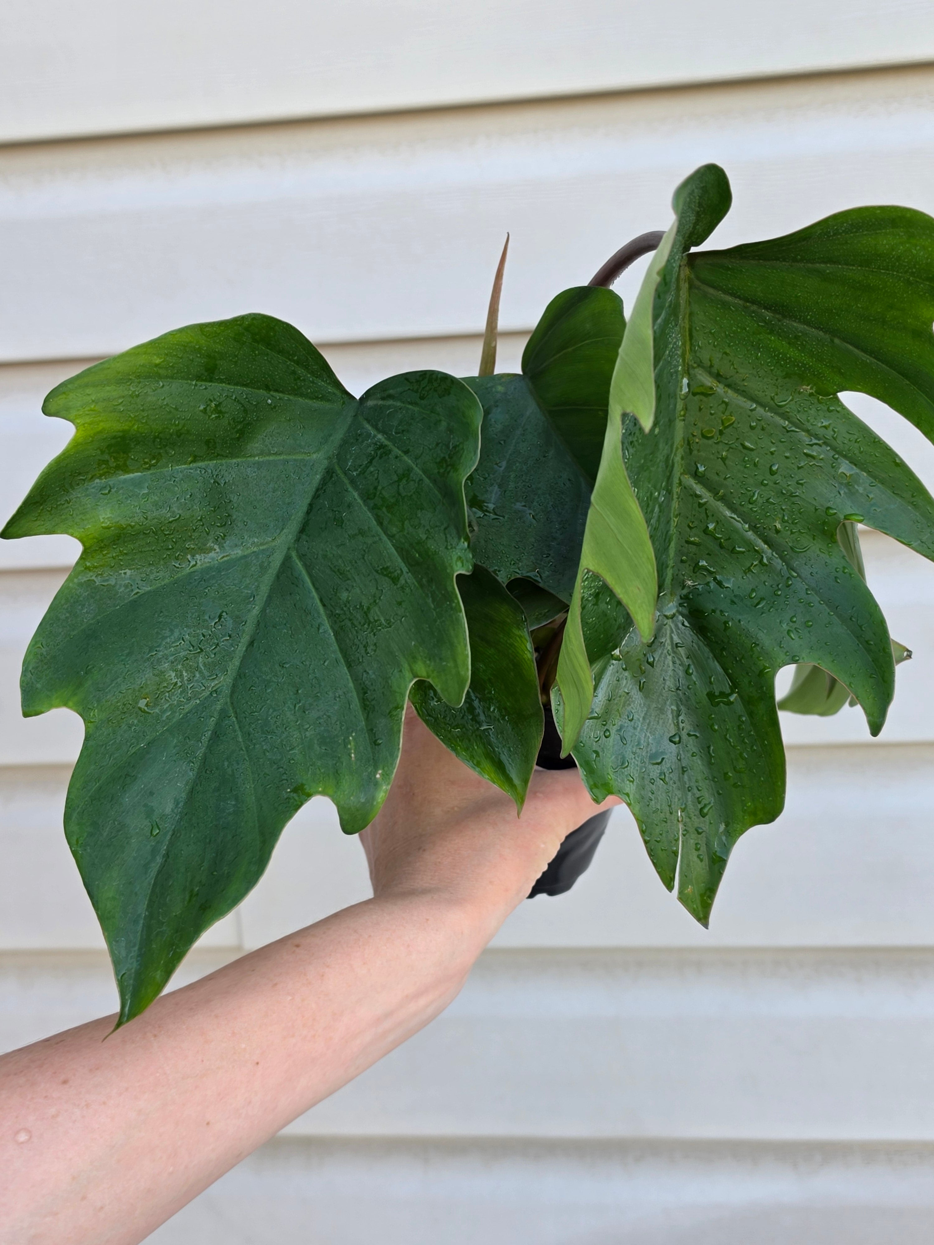 Philodendron Mayoi Hybrid