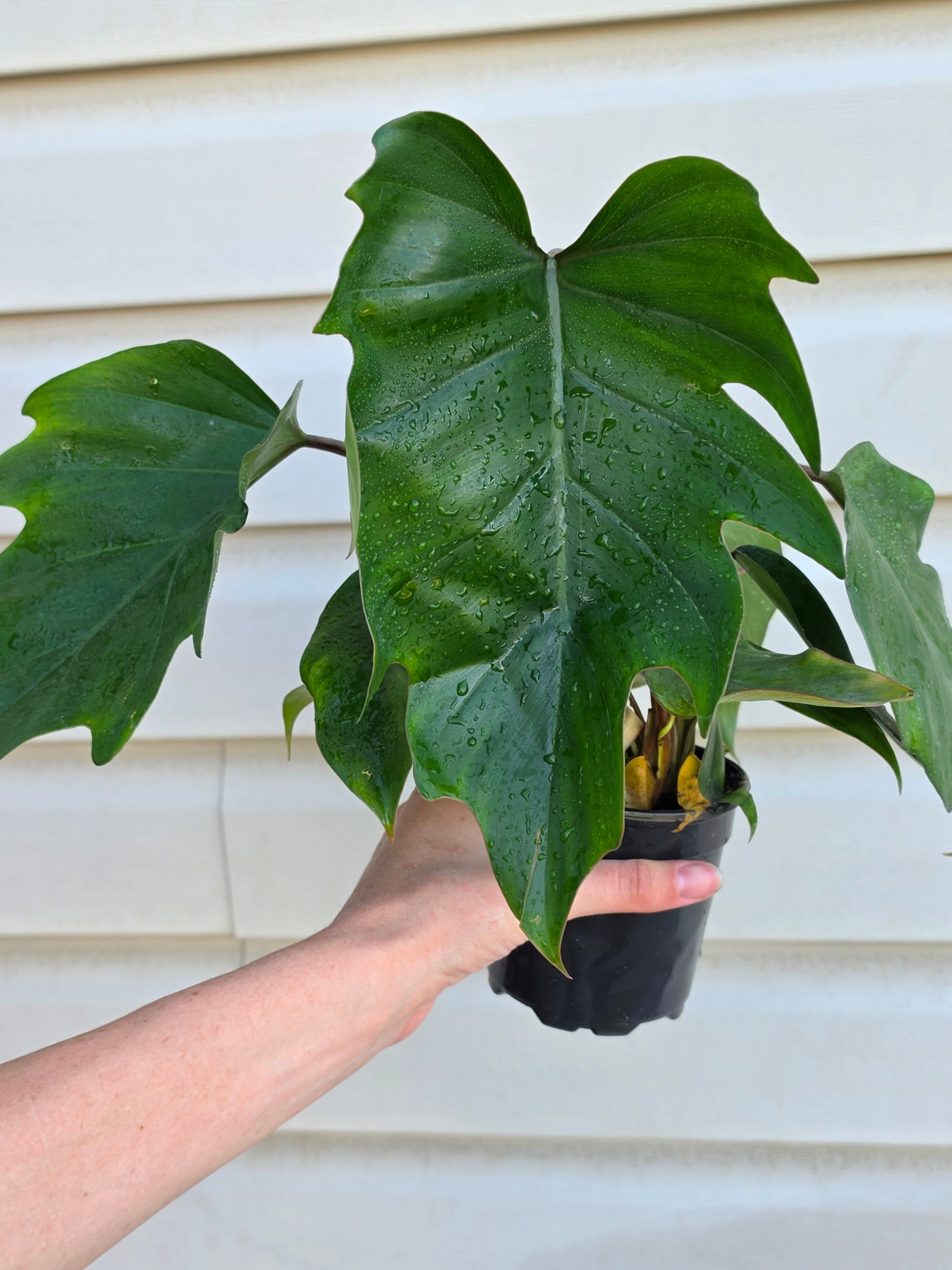 Philodendron Mayoi Hybrid