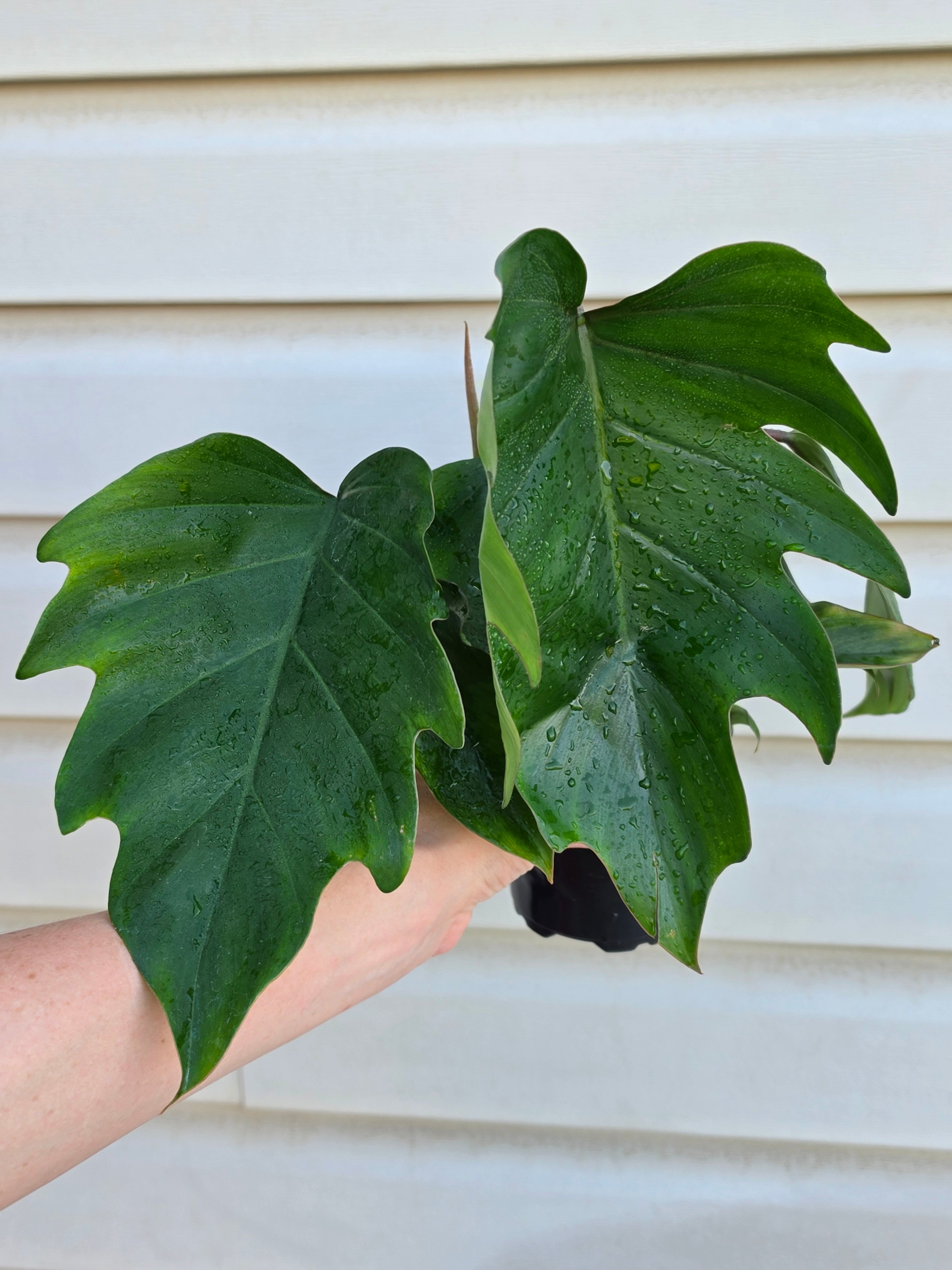 Philodendron Mayoi Hybrid