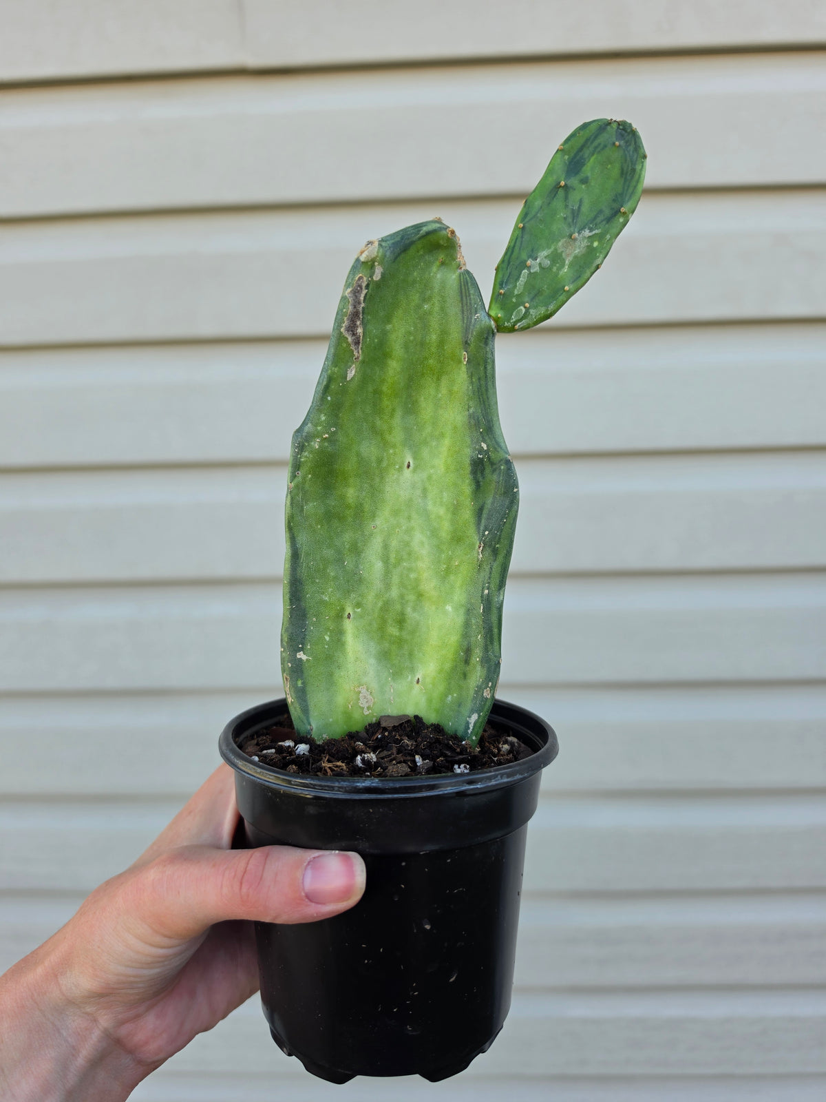Opuntia Variegated