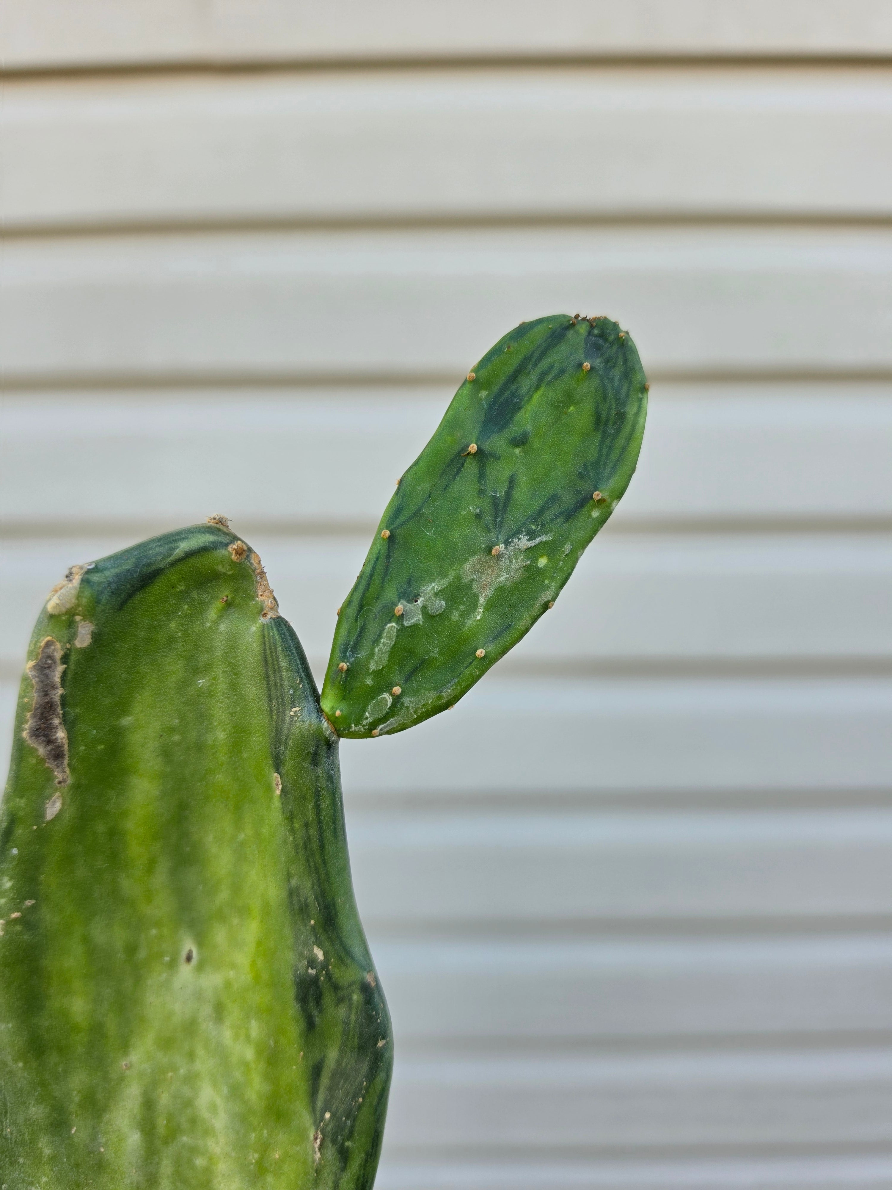 Opuntia Variegated