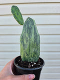 Opuntia Variegated