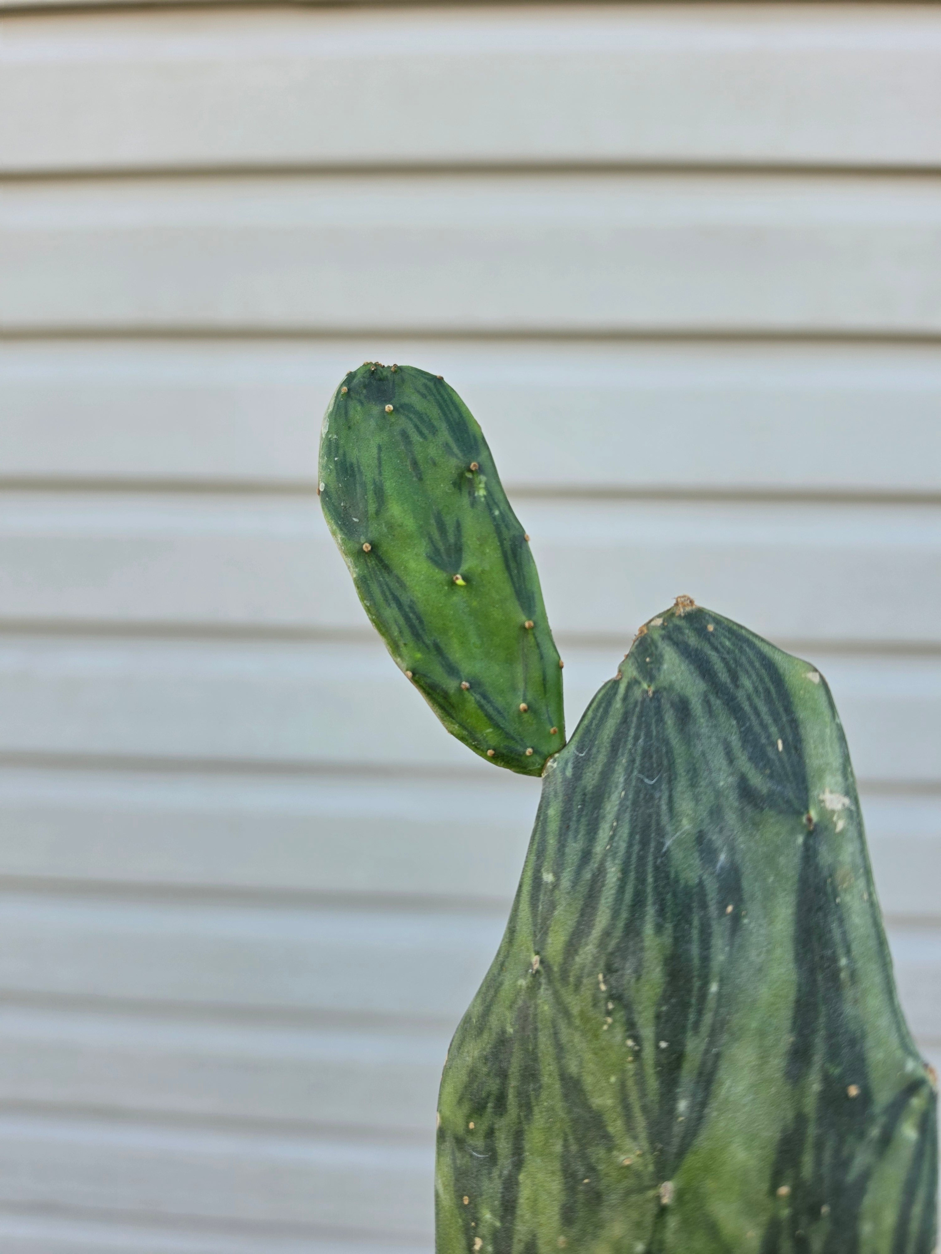 Opuntia Variegated