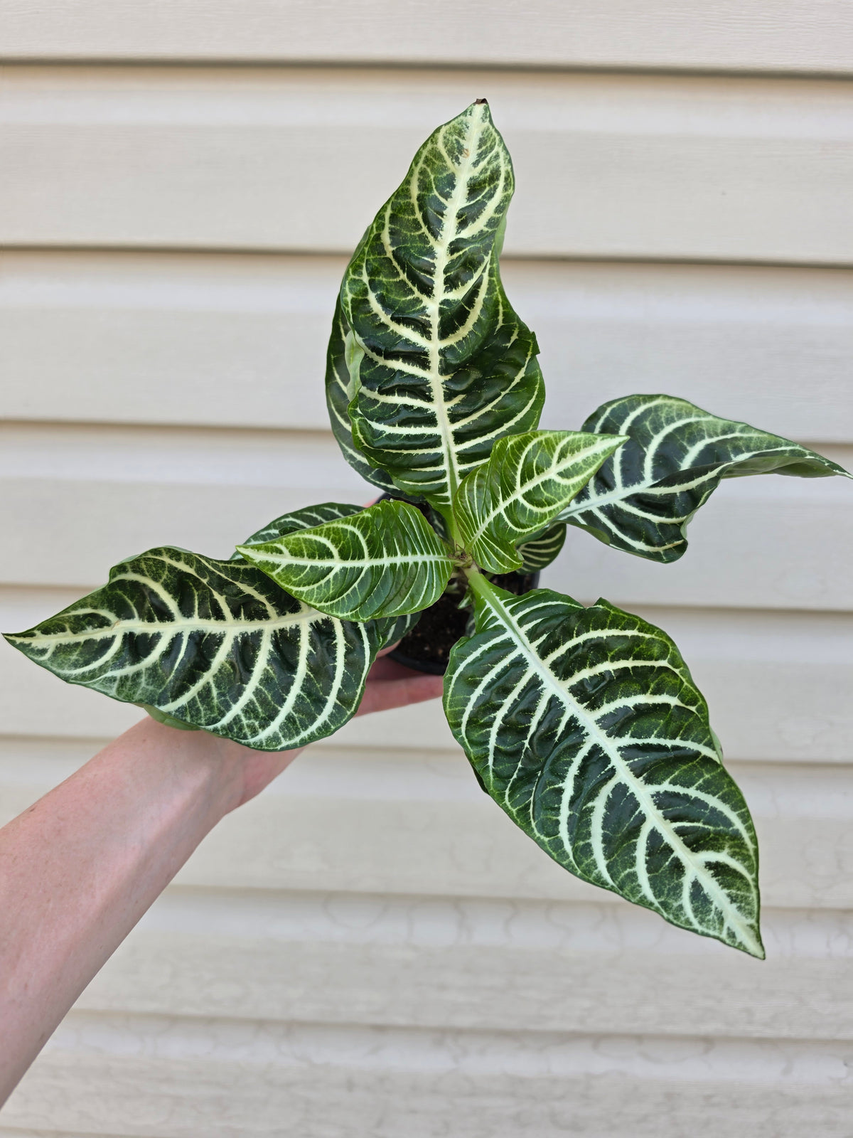 Zebra Plant