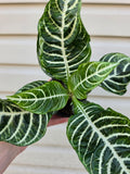 Zebra Plant