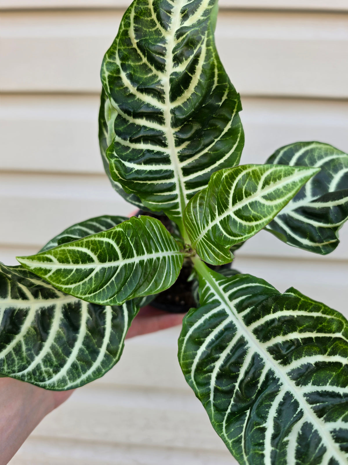 Zebra Plant