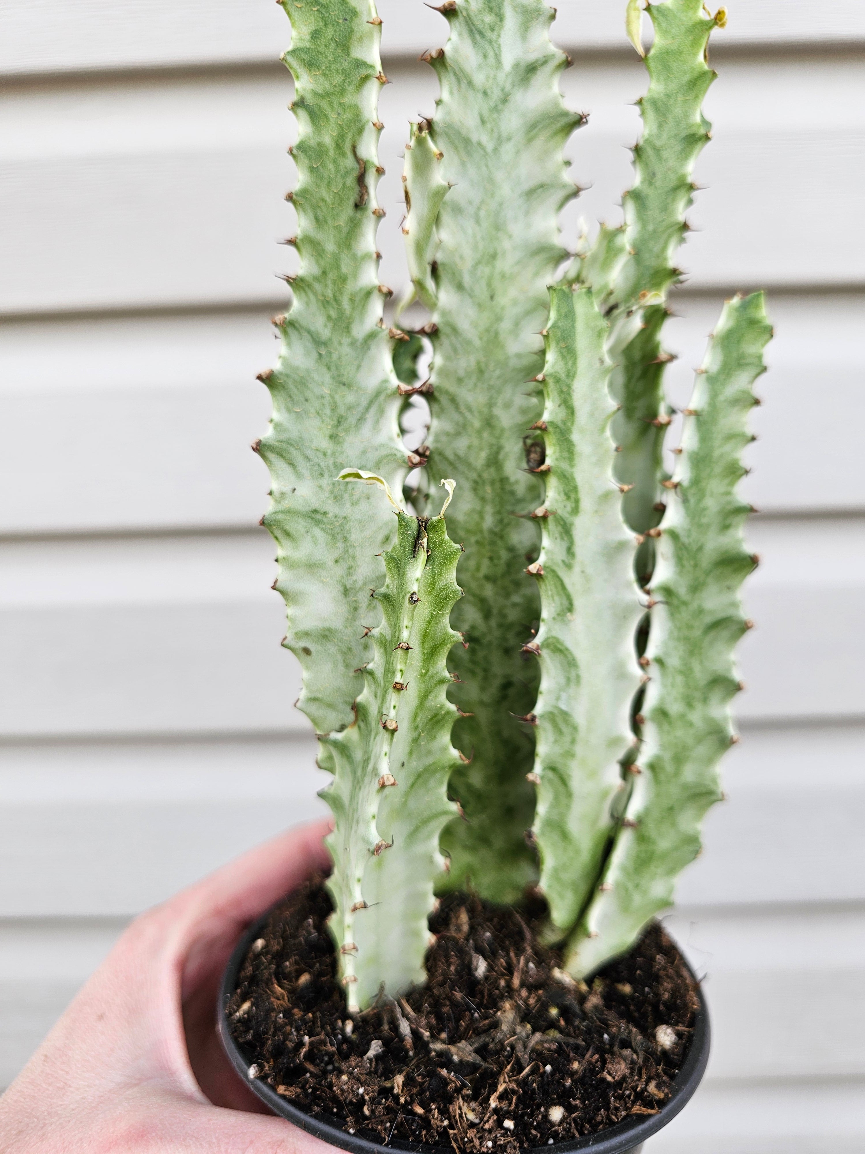 Euphorbia Ghost Adjacent image 1