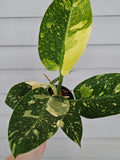 Variegated Nuclear Green Congo Philodendron image 0