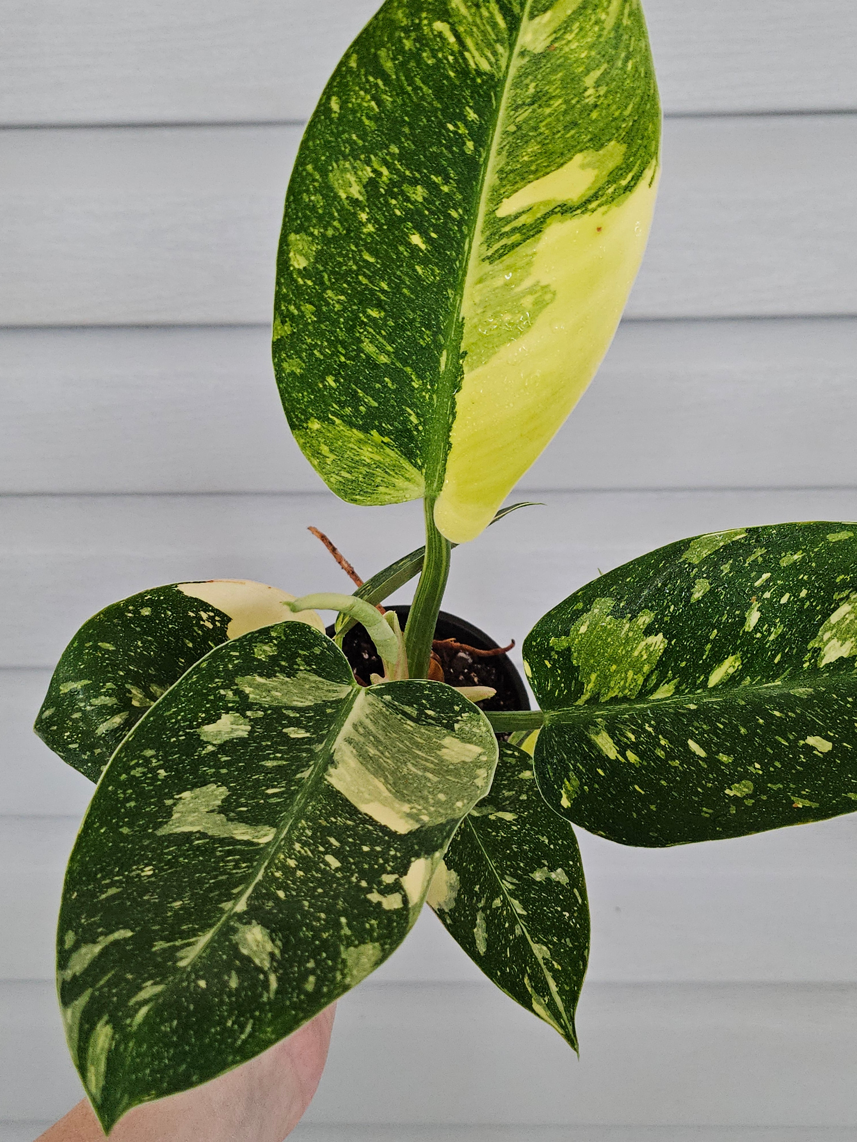 Variegated Nuclear Green Congo Philodendron image 0