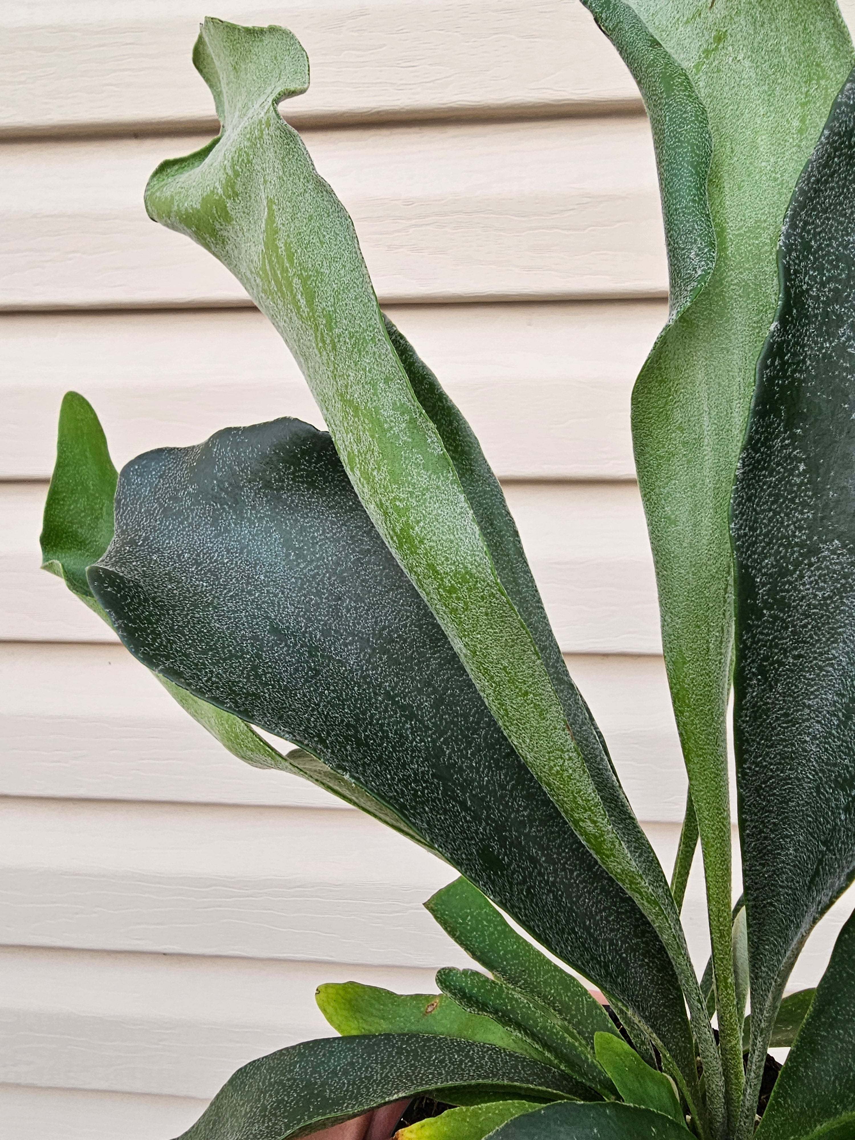 Staghorn Fern image 4
