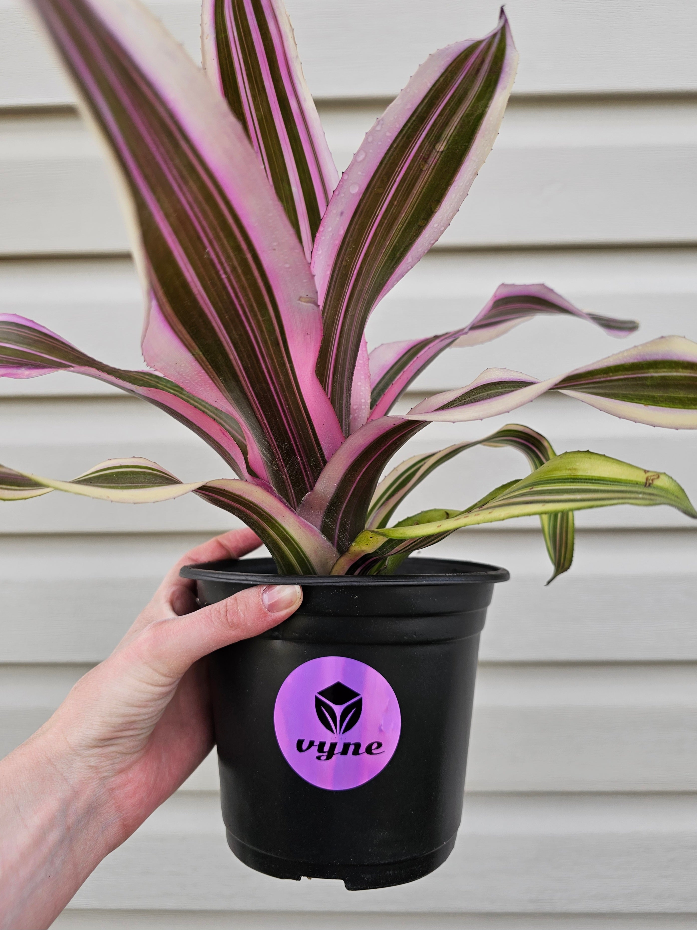 Pink Magic Bromeliad image 4