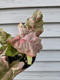 Syngonium Double Pink  image 0