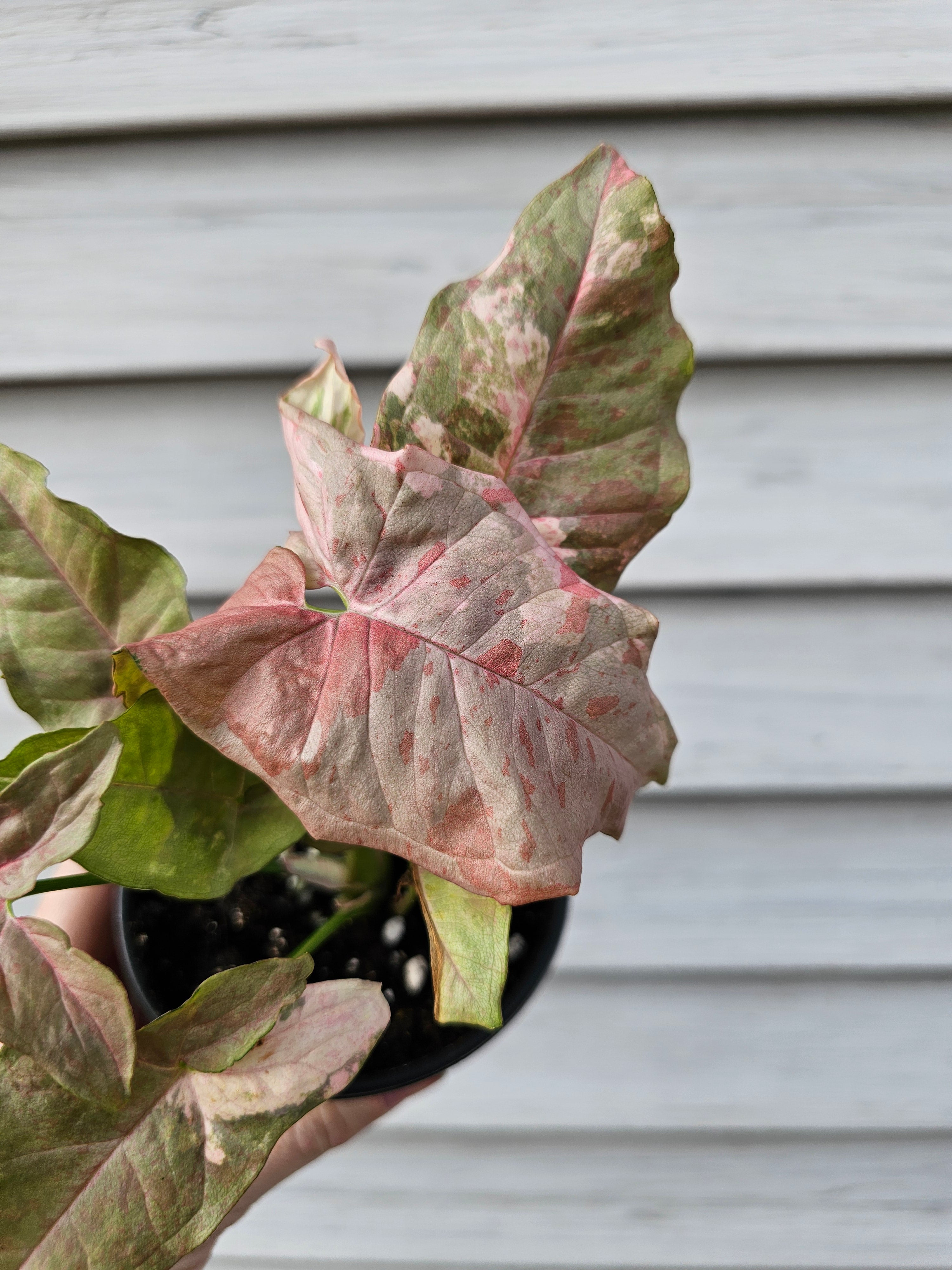 Syngonium Double Pink  image 0