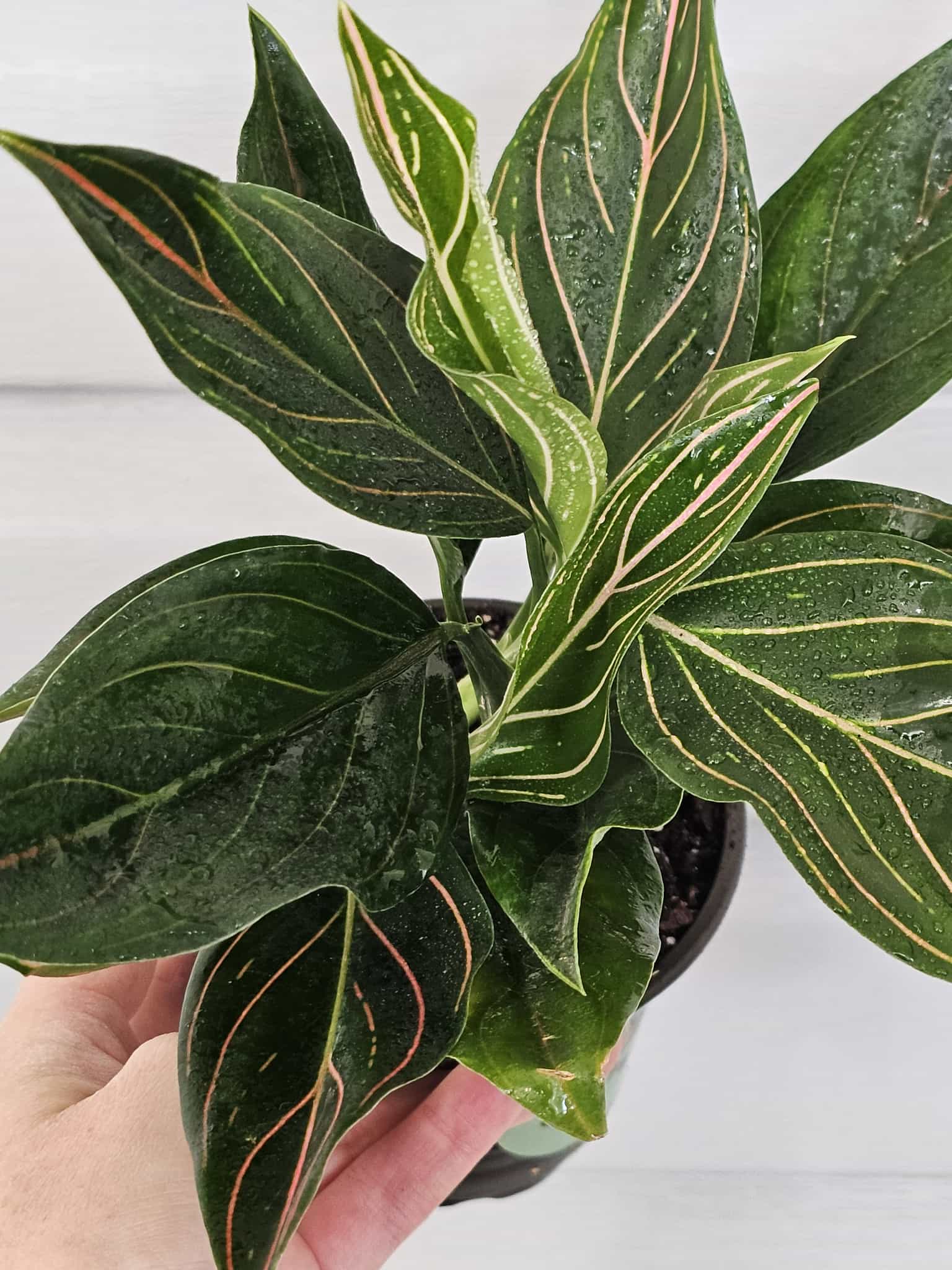 Aglaonema Red Vein  image 4