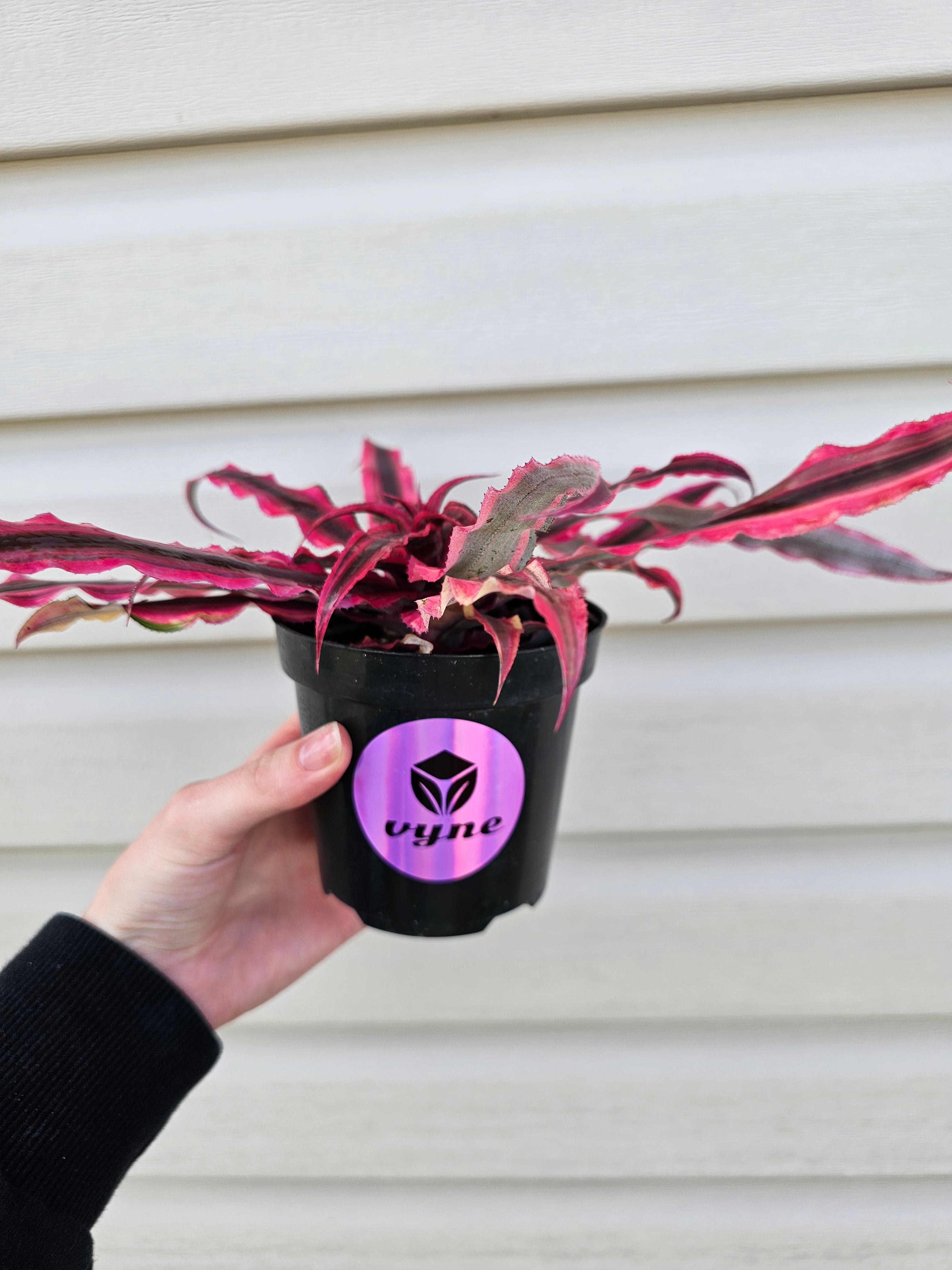 Cryptanthus SUPER Pink image 3