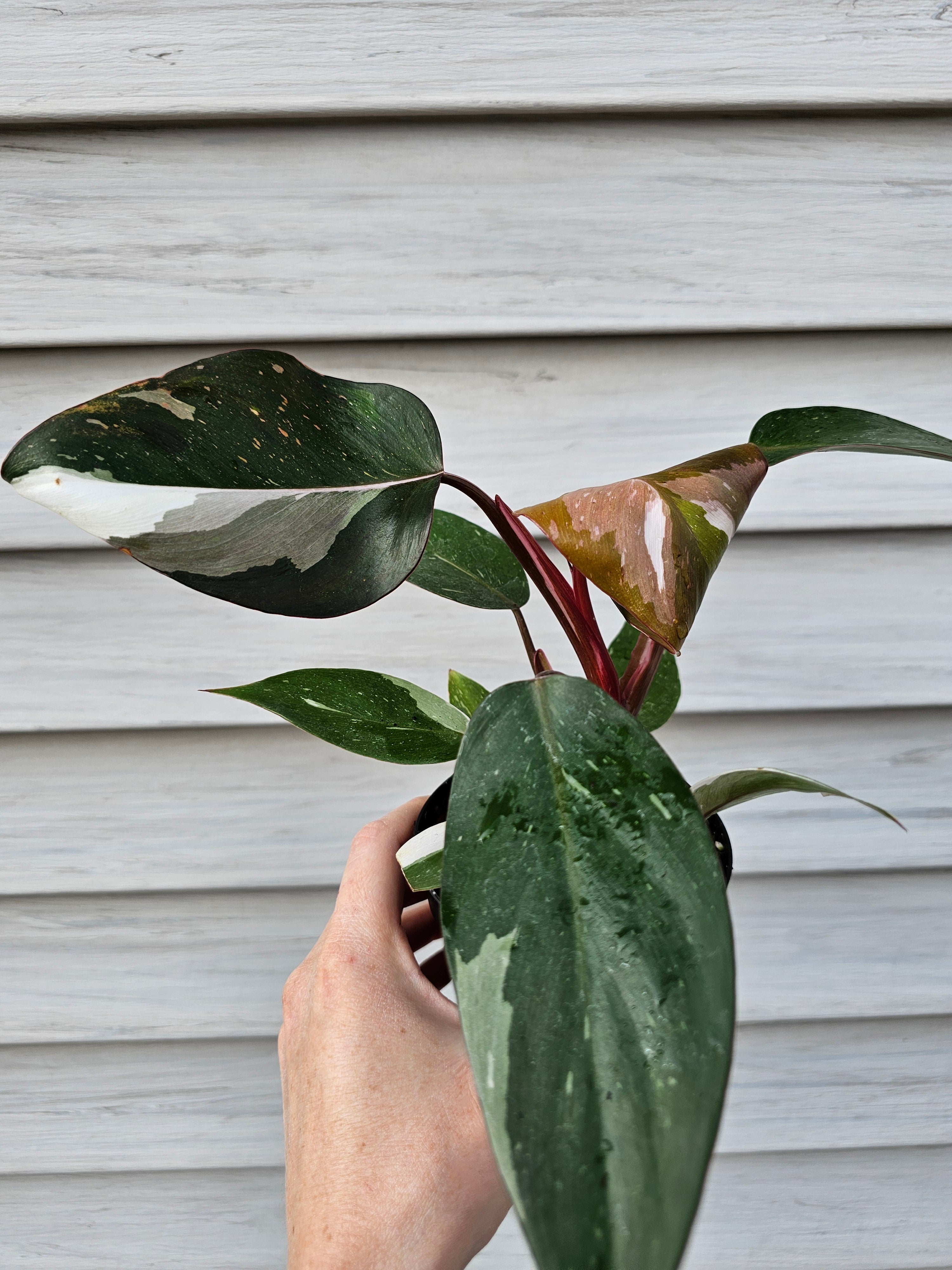 Philodendron Red Anderson ️️ image 4