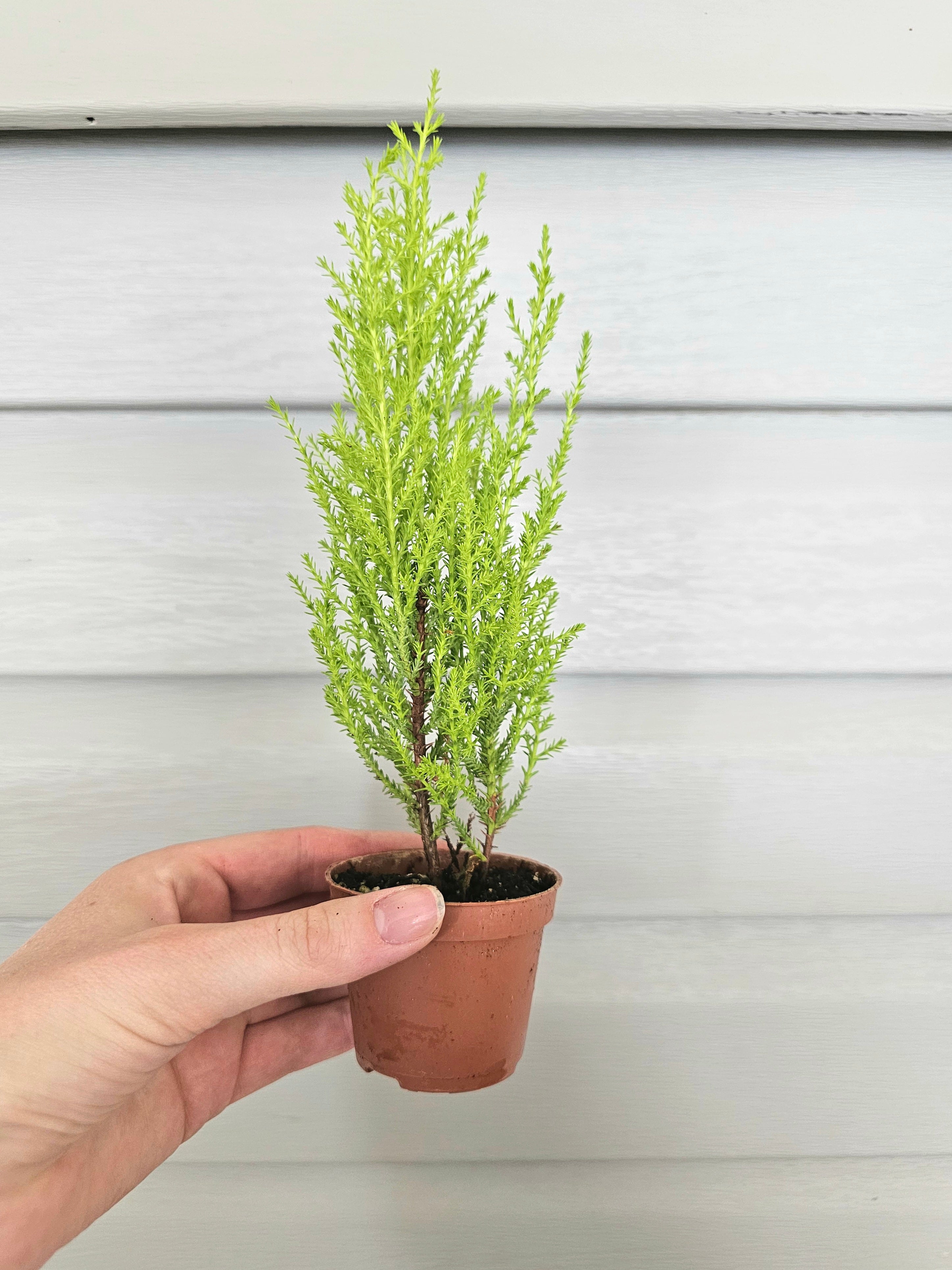 Lemon Cypress Tree  image 0