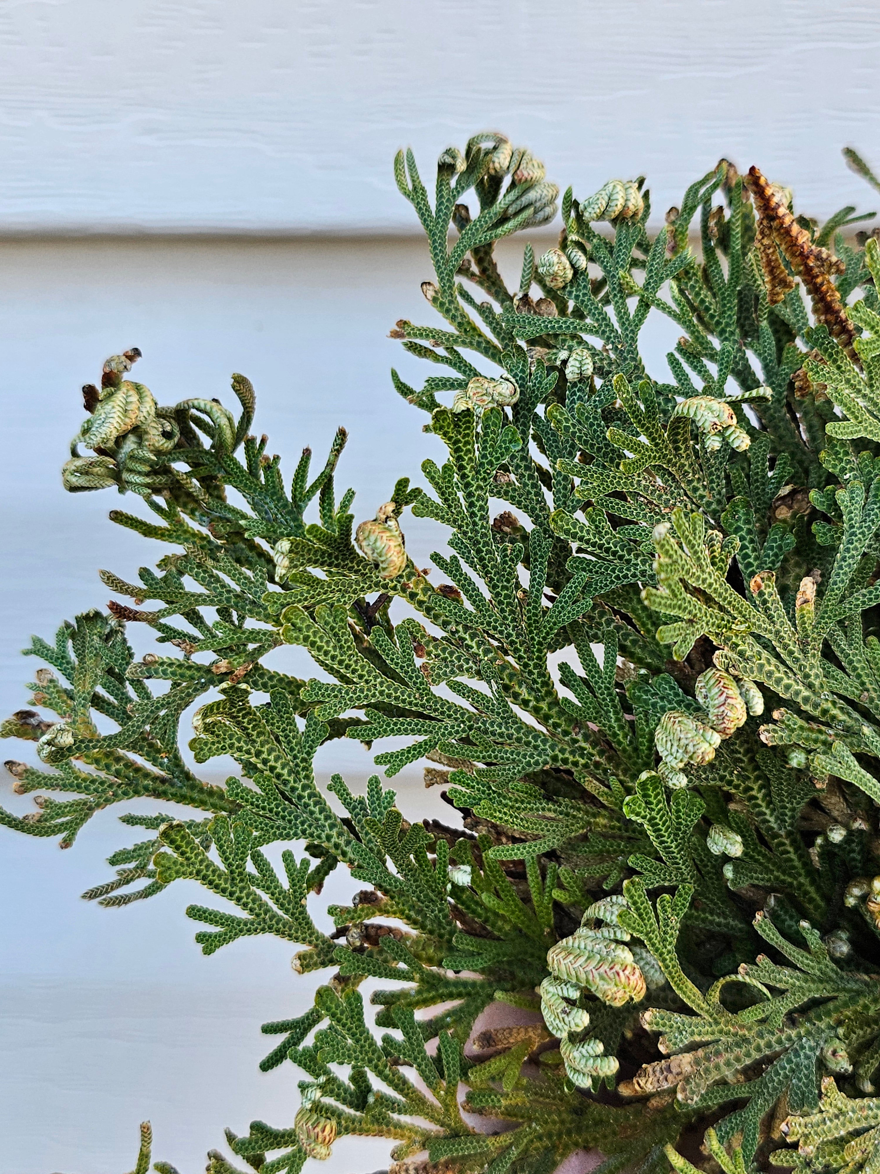 Rose of Jericho - Resurrection Plant image 3