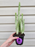 Euphorbia Ghost Adjacent image 0