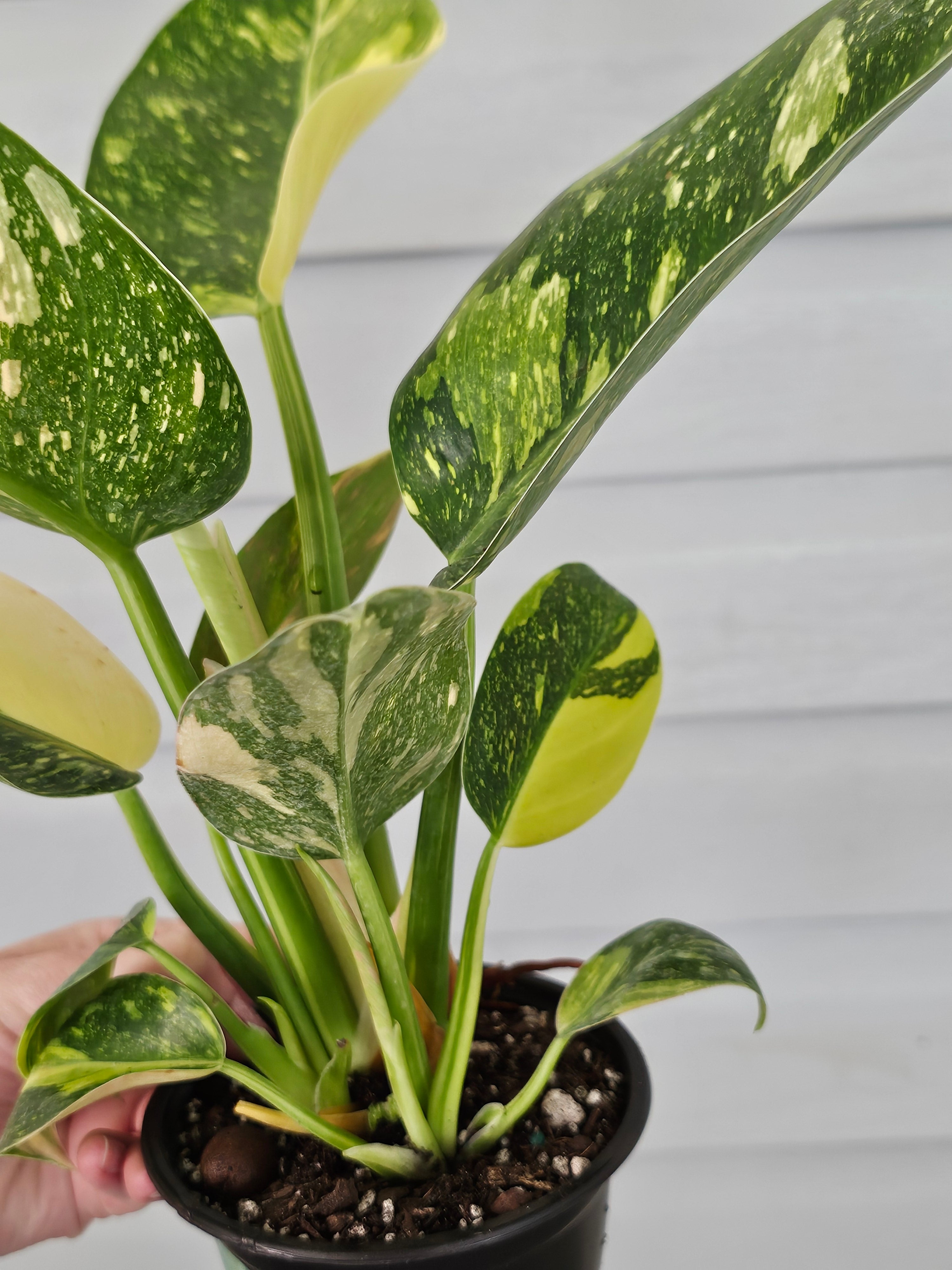 Variegated Nuclear Green Congo Philodendron image 5