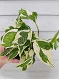 (REAL) N'Joy Pothos  image 0