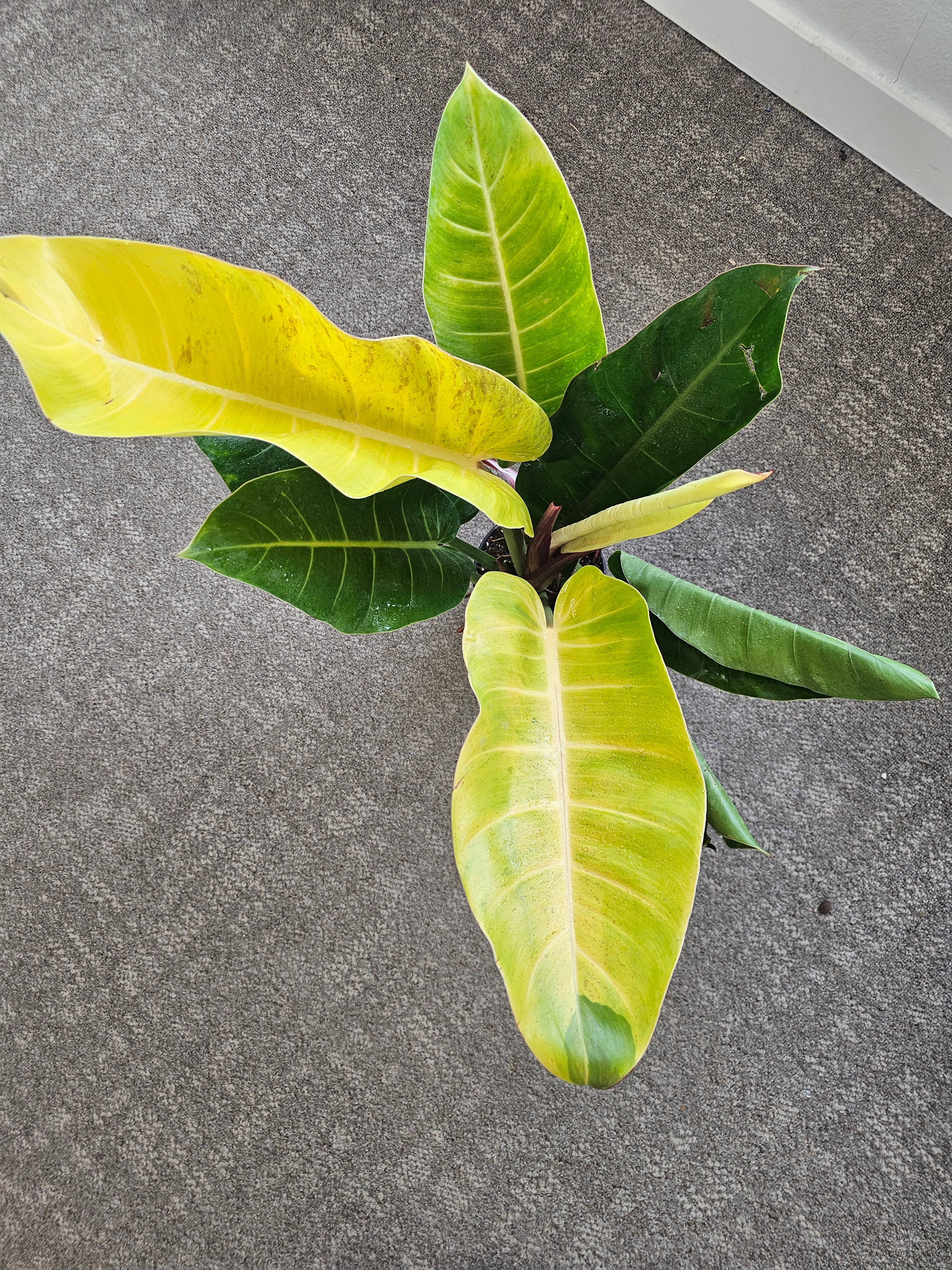 Philodendron Prince of Orange Mutation ️ image 6