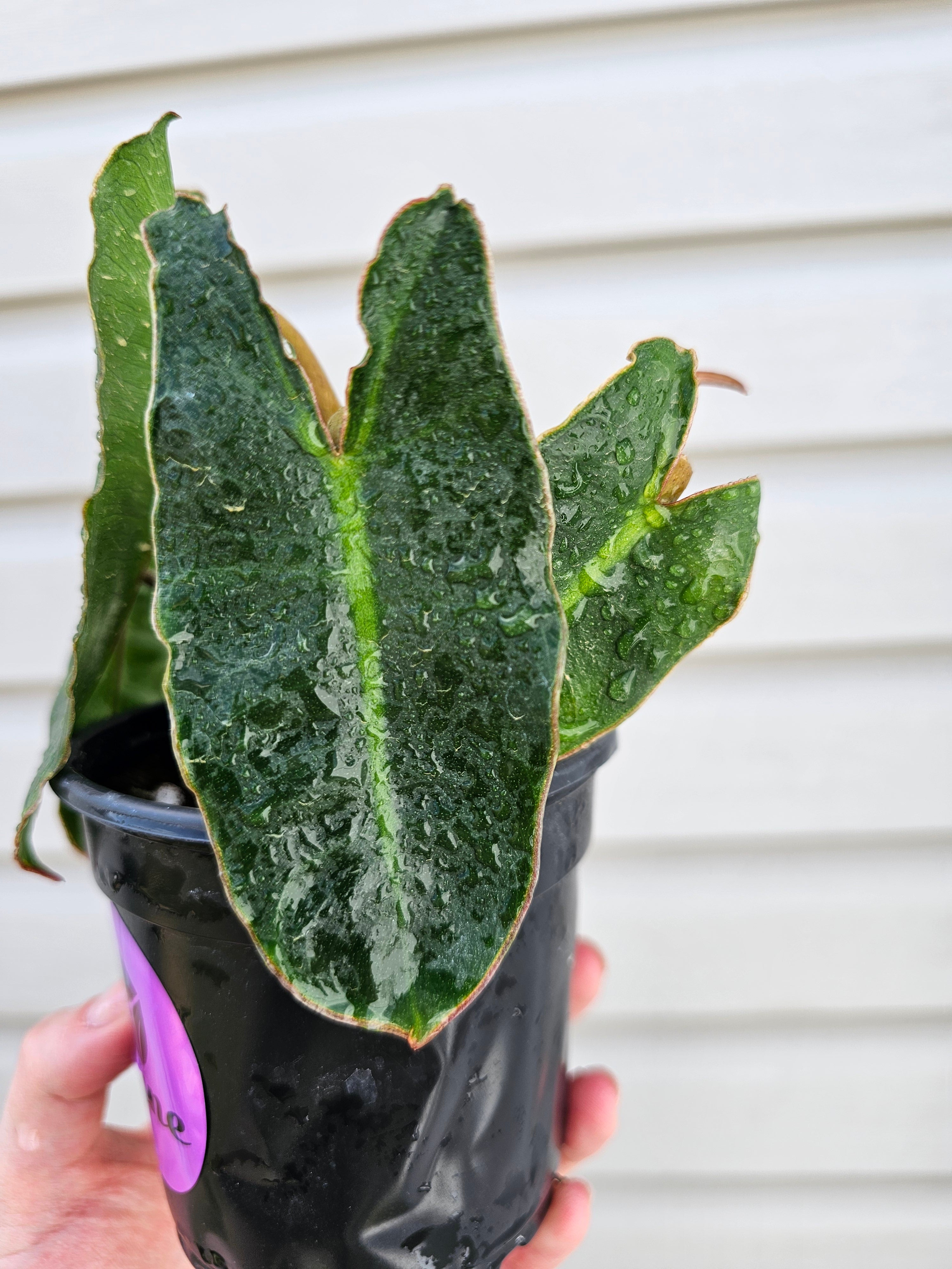 Philodendron Billitiae image 2