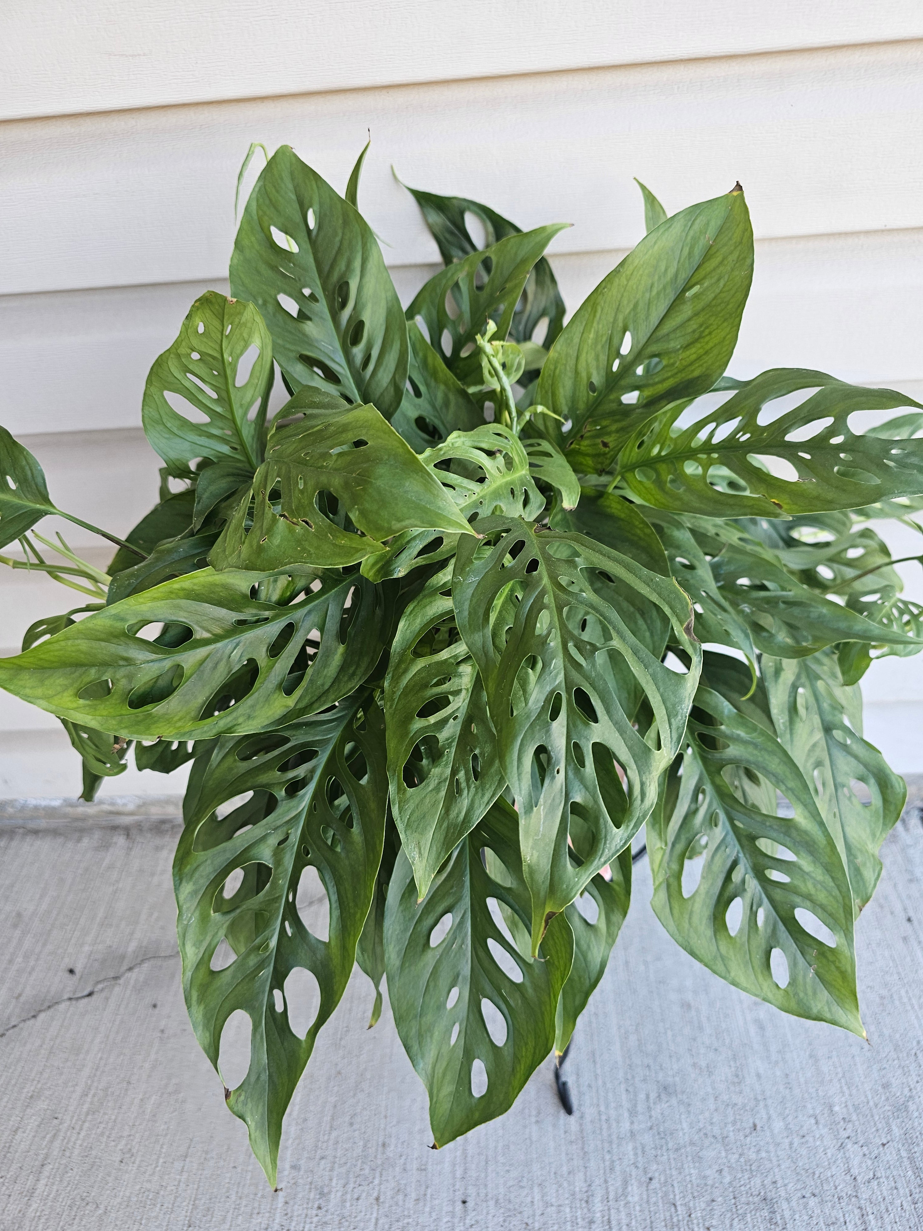 8" Adanasonii Swiss Cheese Monstera image 3