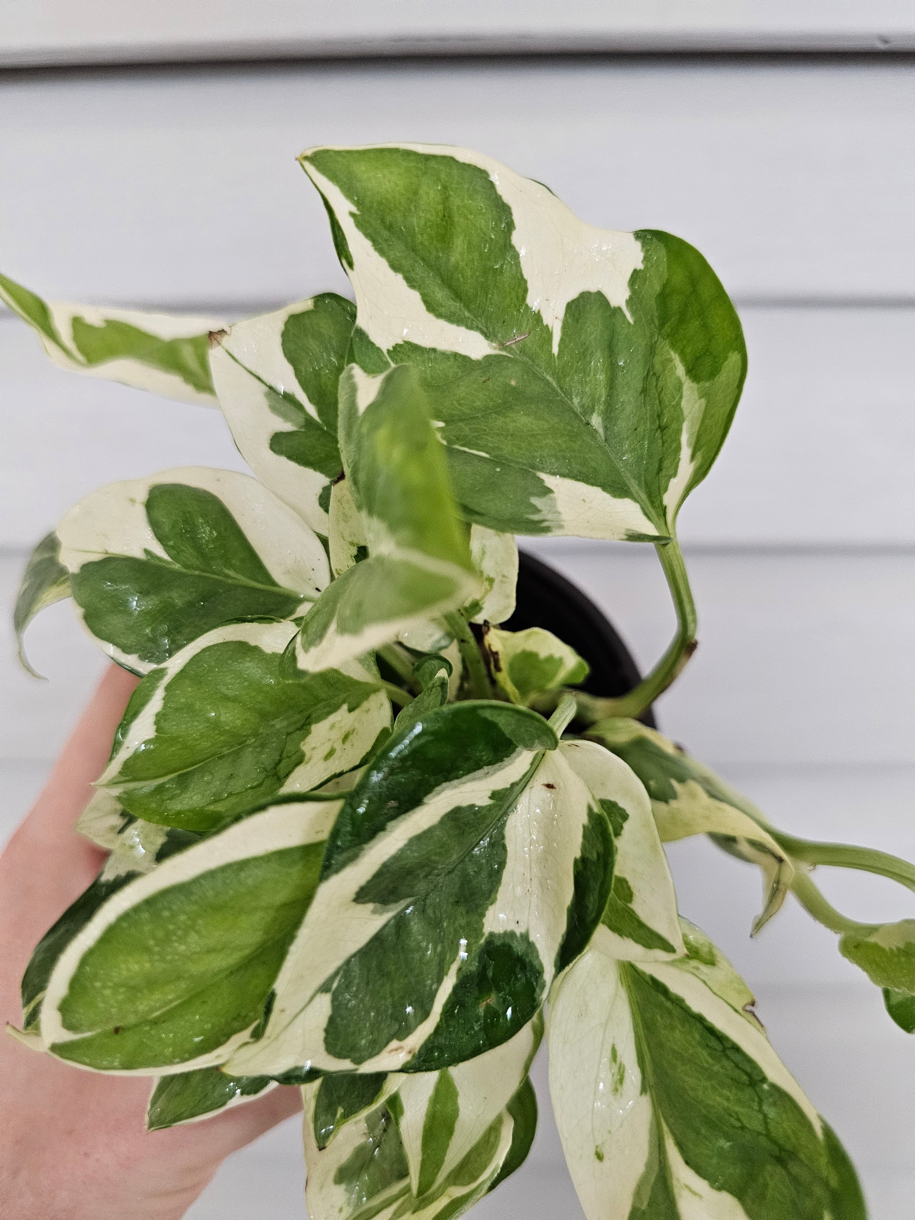 (REAL) N'Joy Pothos  image 4