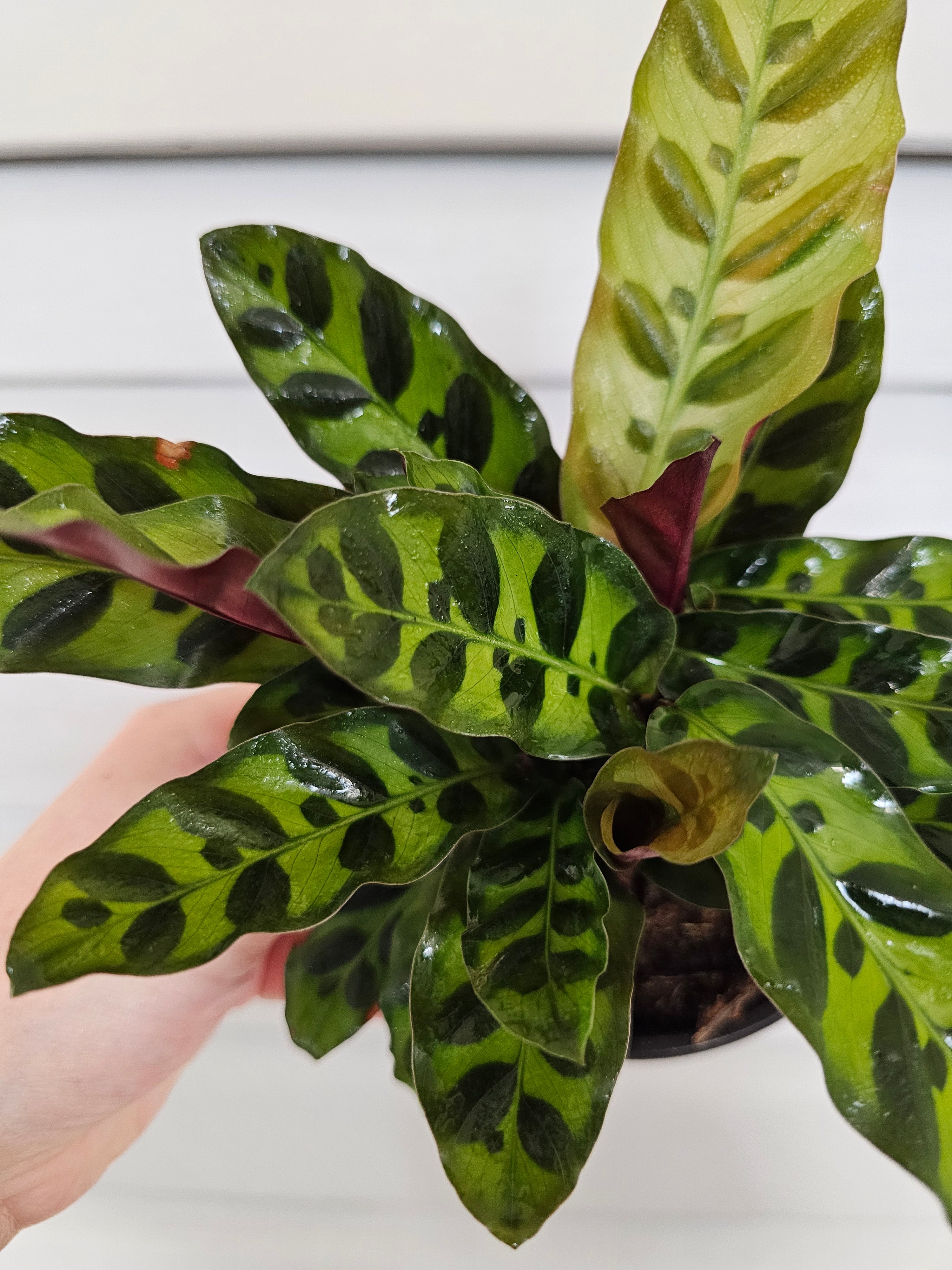 Rattlesnake Calathea  image 2