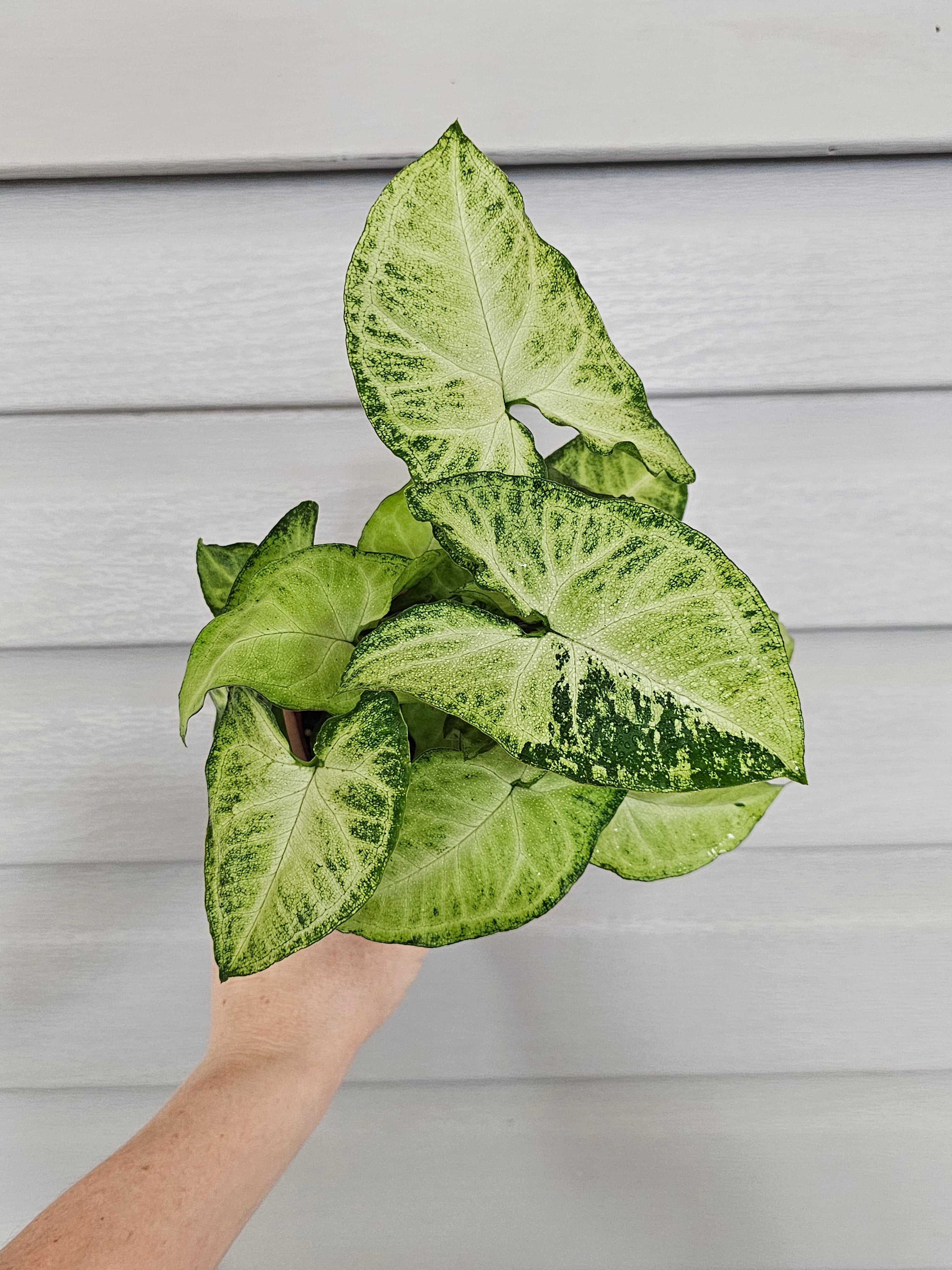 White Butterfly Syngonium  image 3