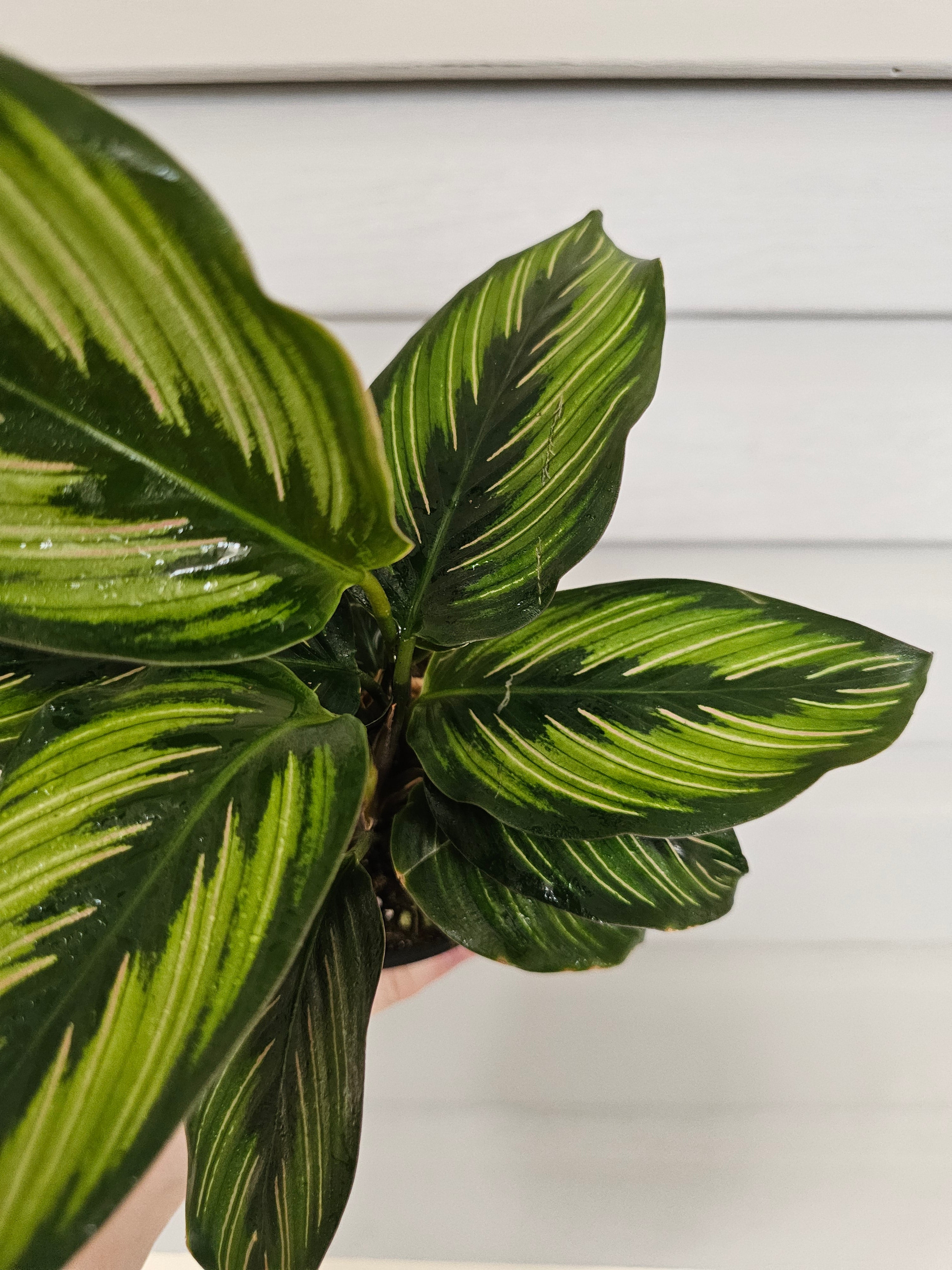 Calathea Beauty Star  image 3